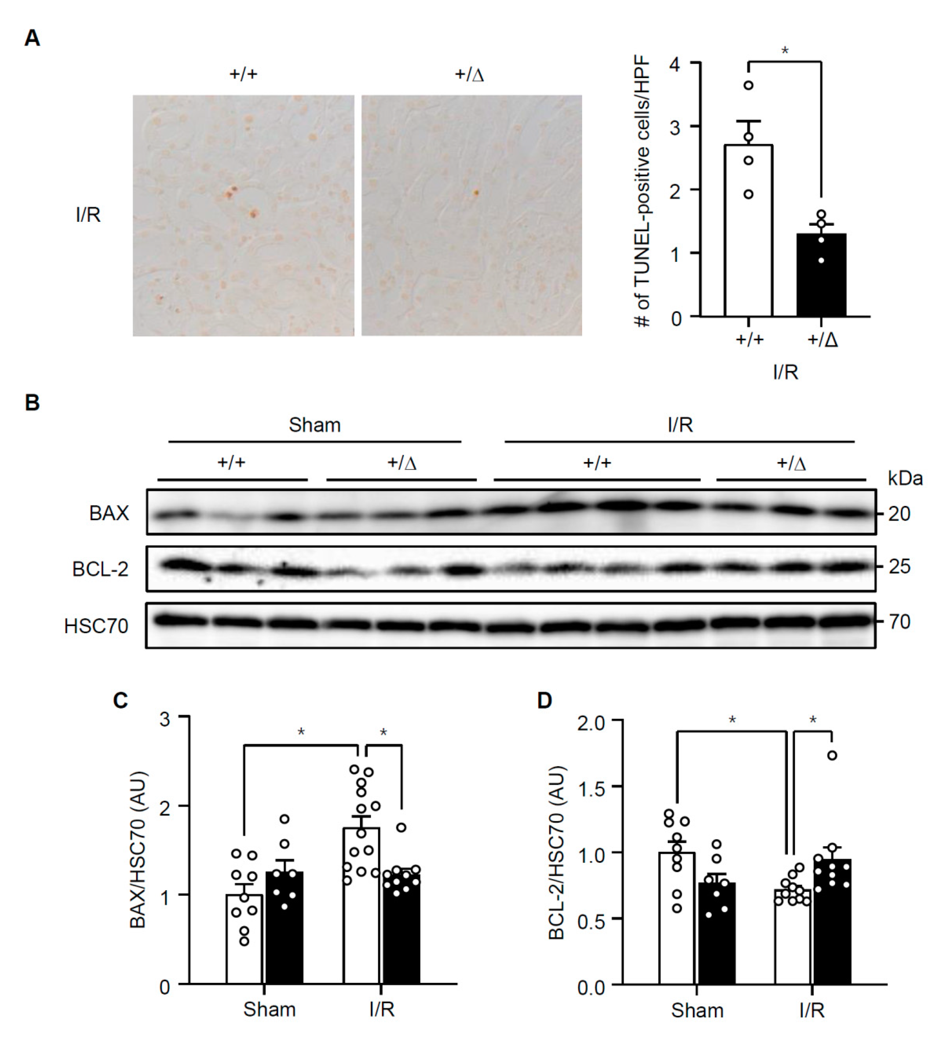 Cells 08 01284 g003 Cells 08 01284 g003