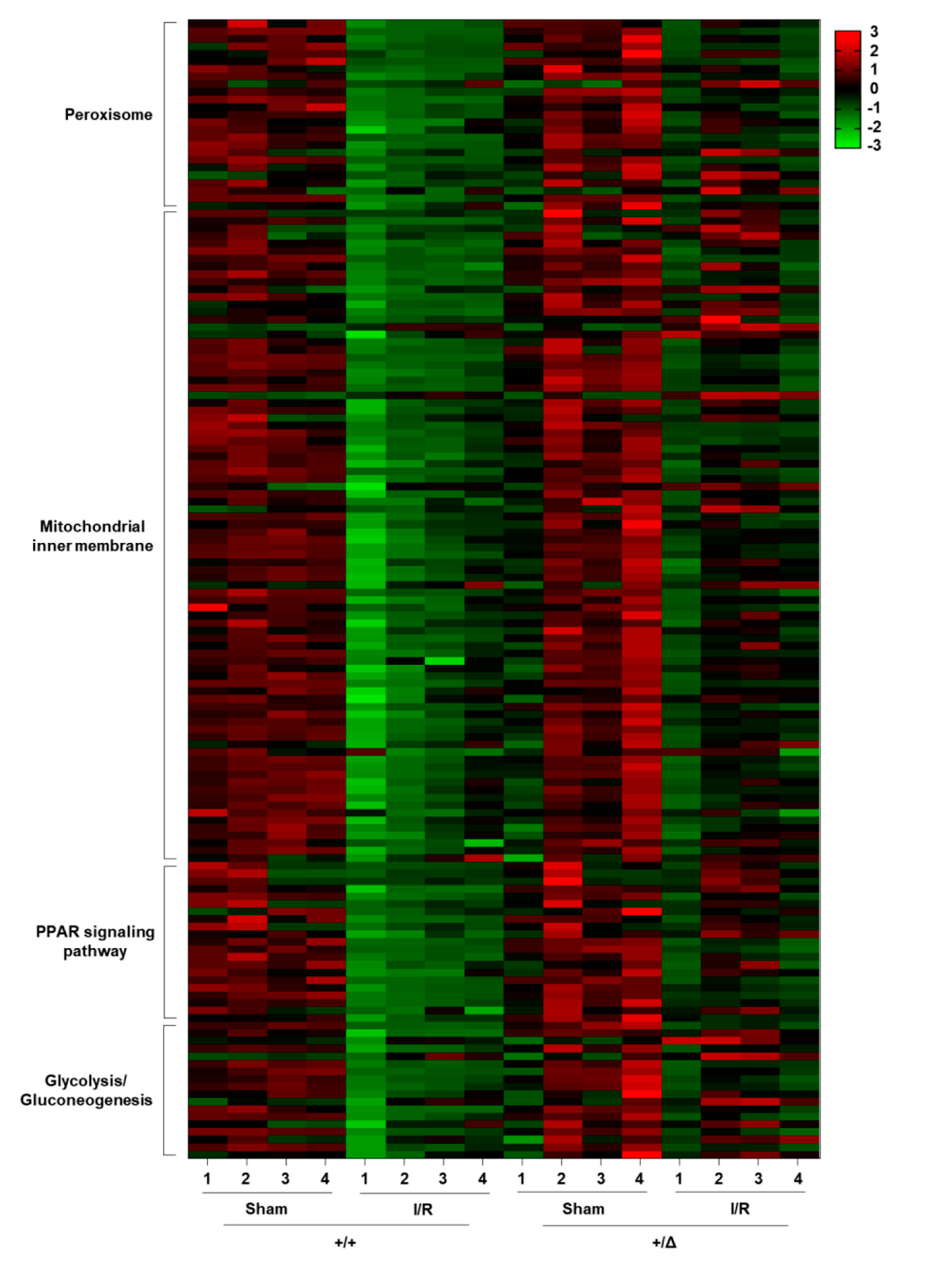 Cells 08 01284 g008 Cells 08 01284 g008