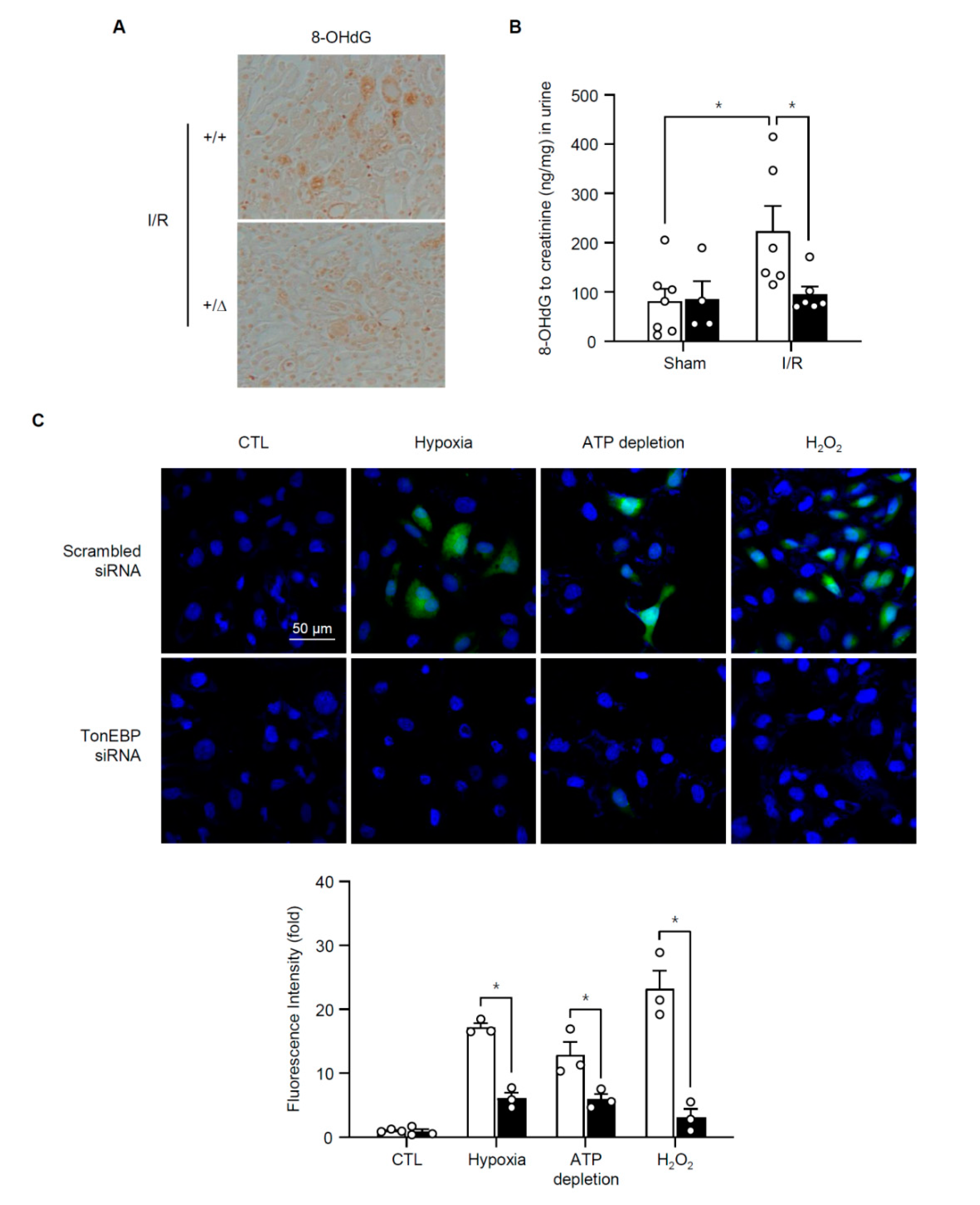 Cells 08 01284 g010 Cells 08 01284 g010