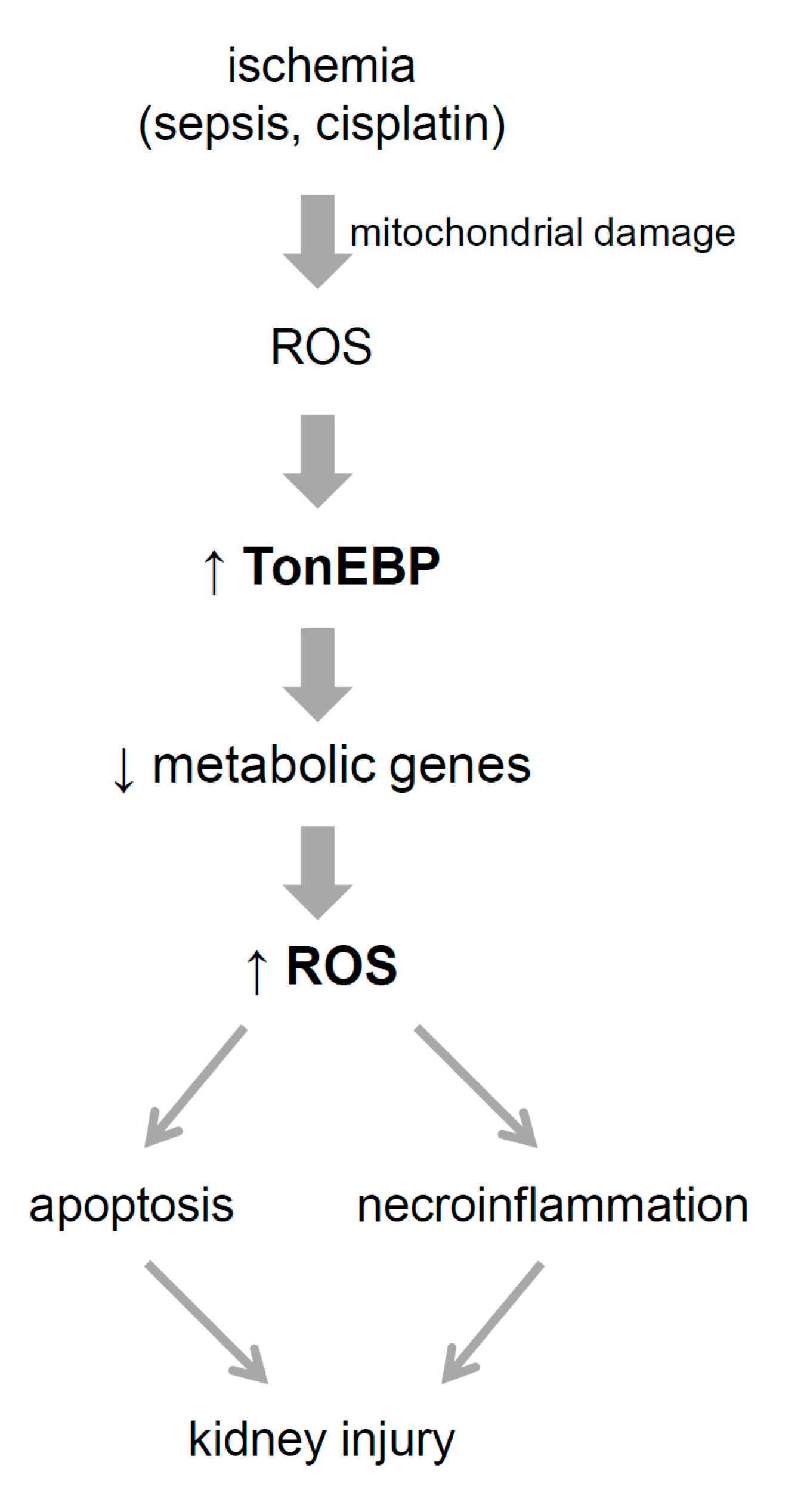 Cells 08 01284 g011 Cells 08 01284 g011