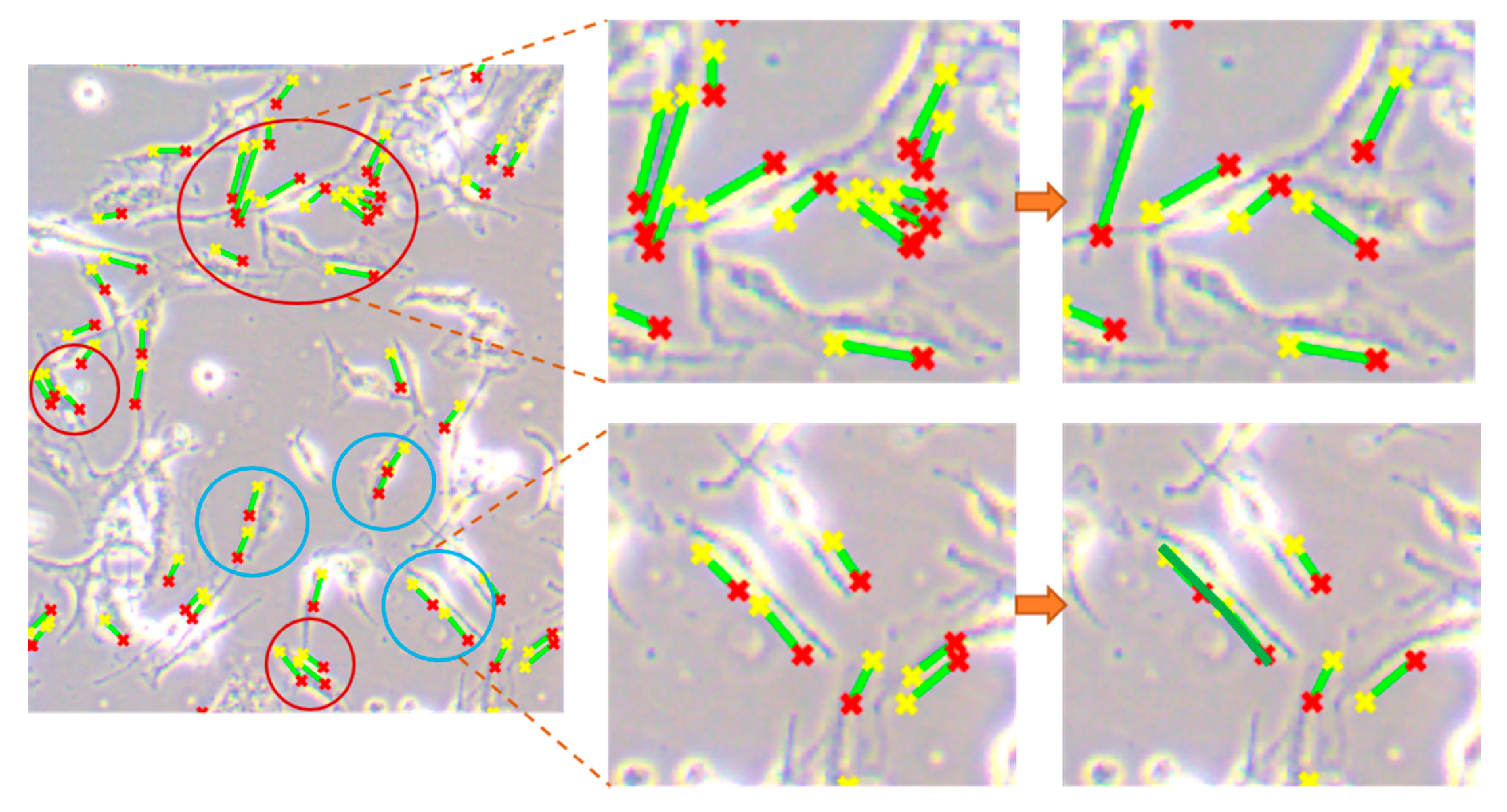 Cells 08 01287 g002 Cells 08 01287 g002