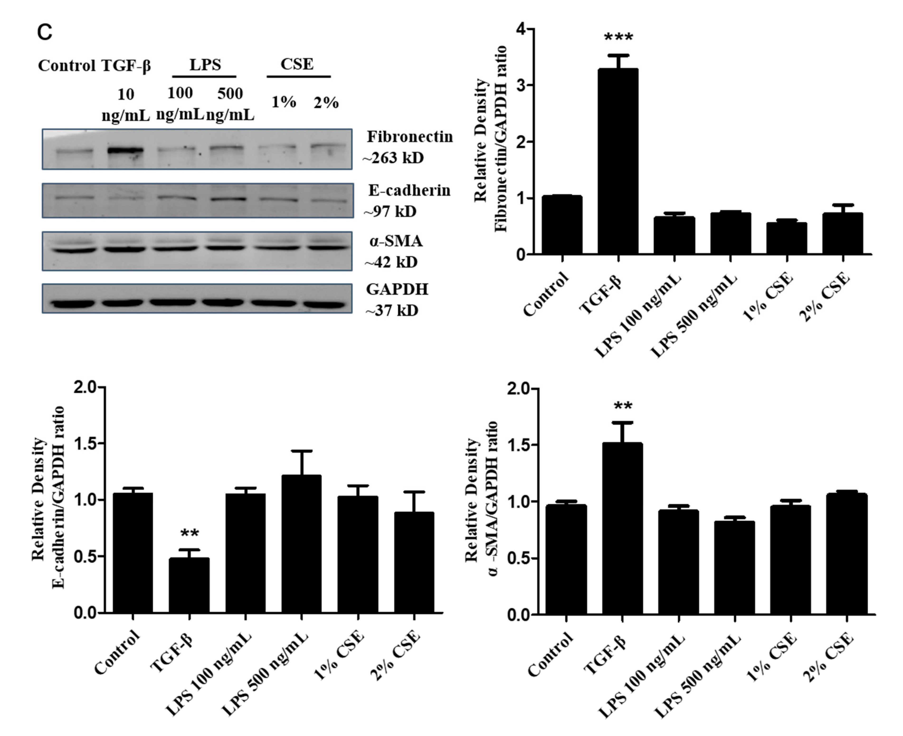 Cells 08 01287 g003b Cells 08 01287 g003b