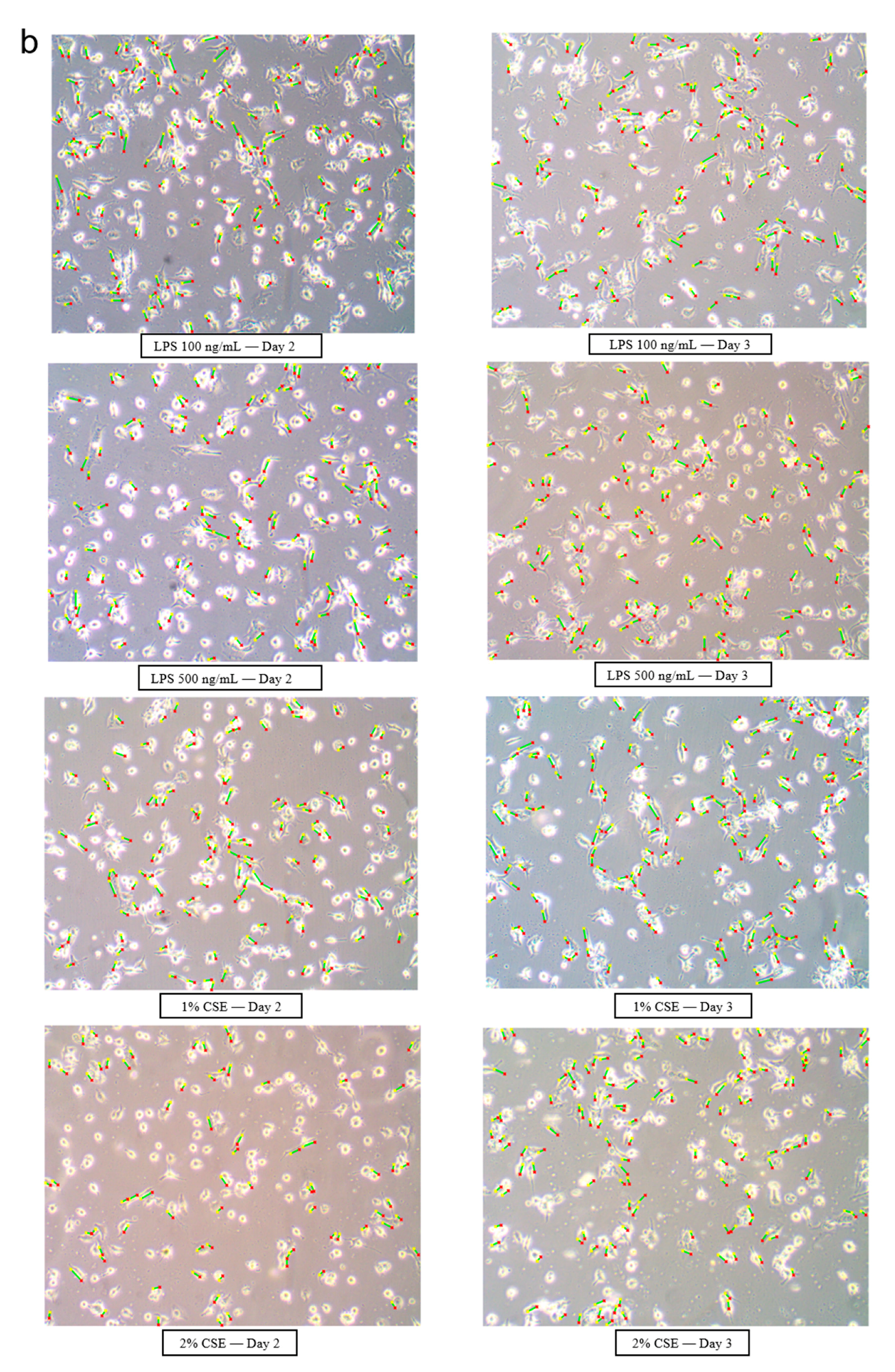 Cells 08 01287 g005b Cells 08 01287 g005b