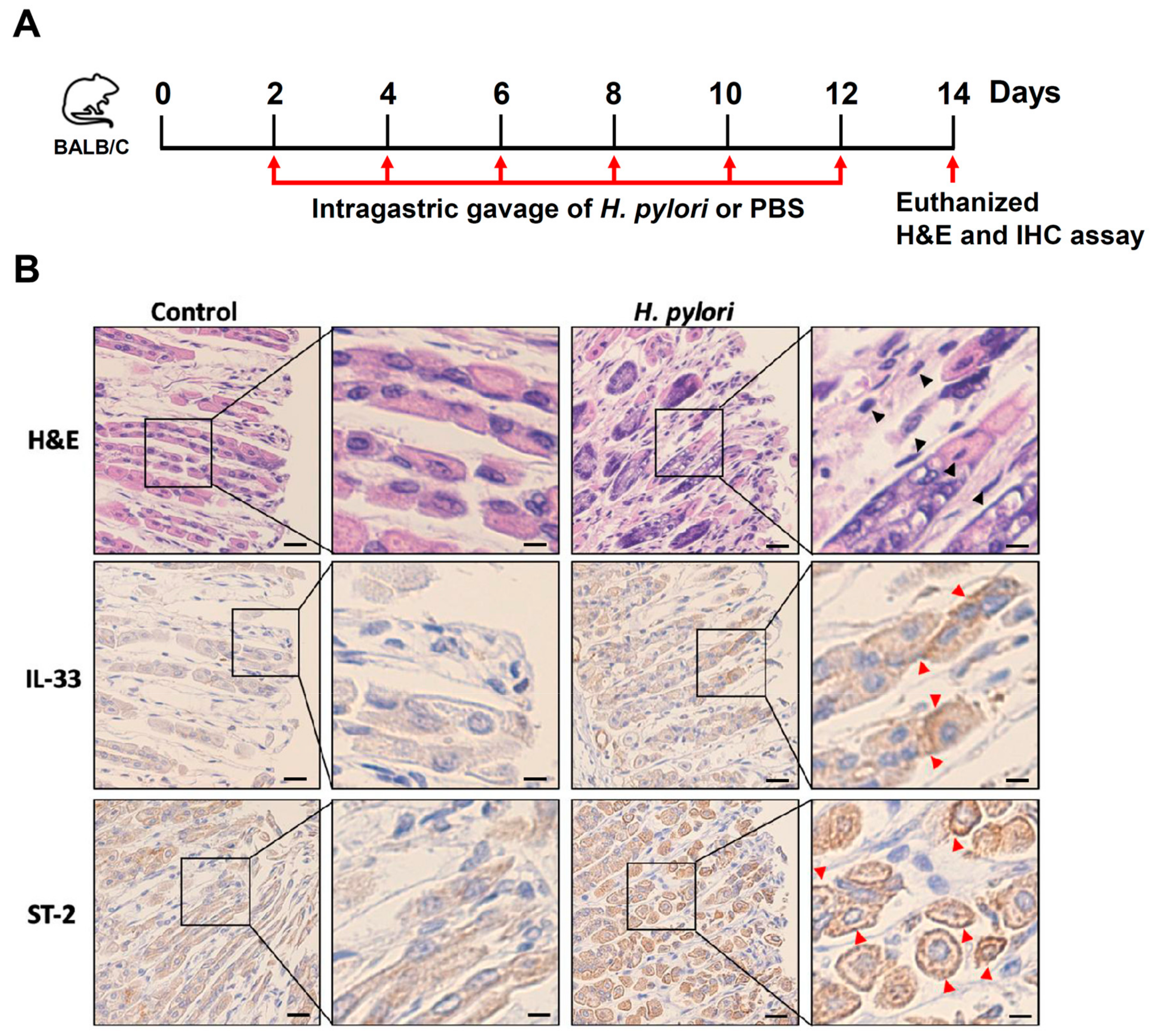 Cells 08 01290 g007 Cells 08 01290 g007