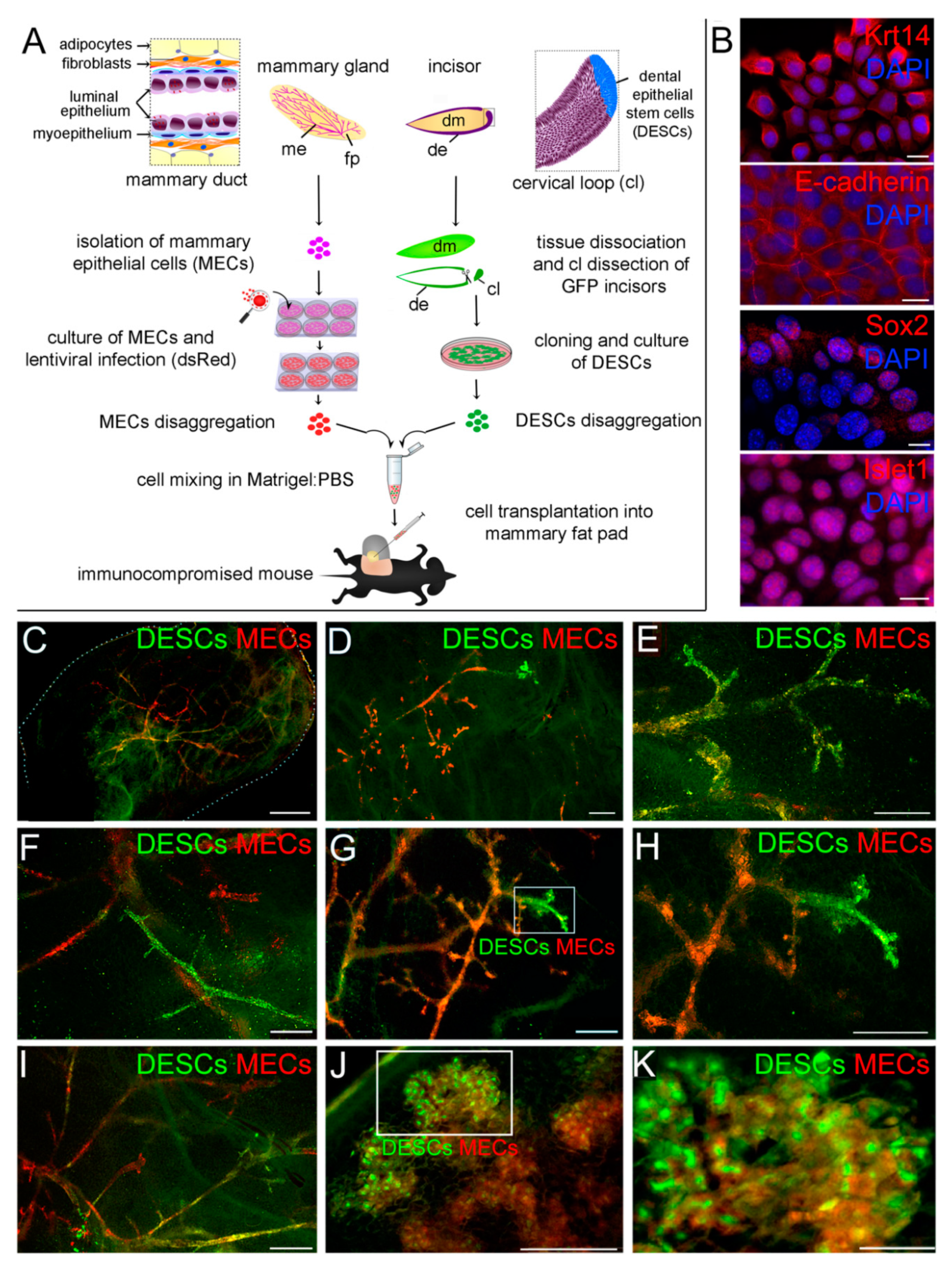 Cells 08 01302 g001 Cells 08 01302 g001