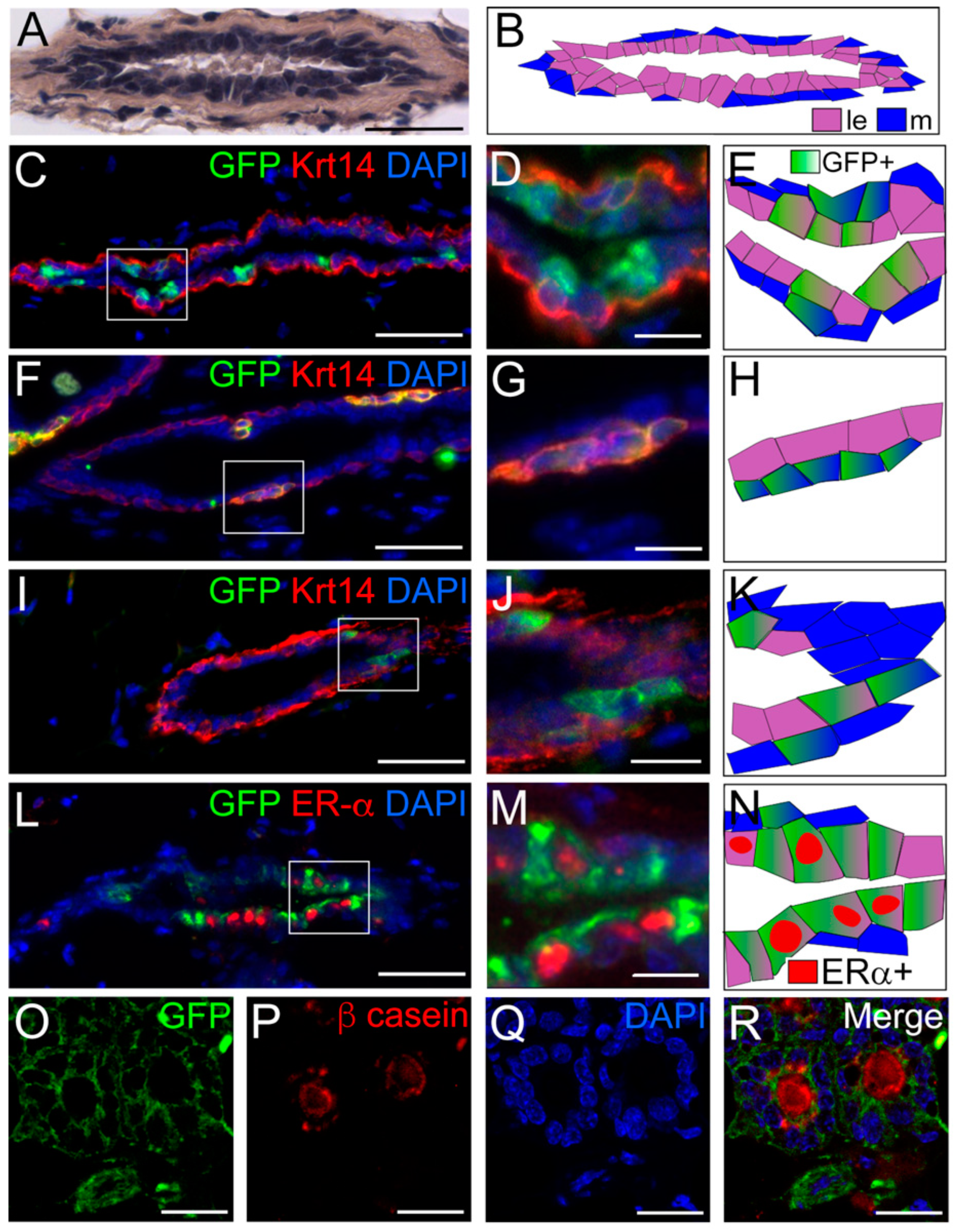 Cells 08 01302 g002 Cells 08 01302 g002