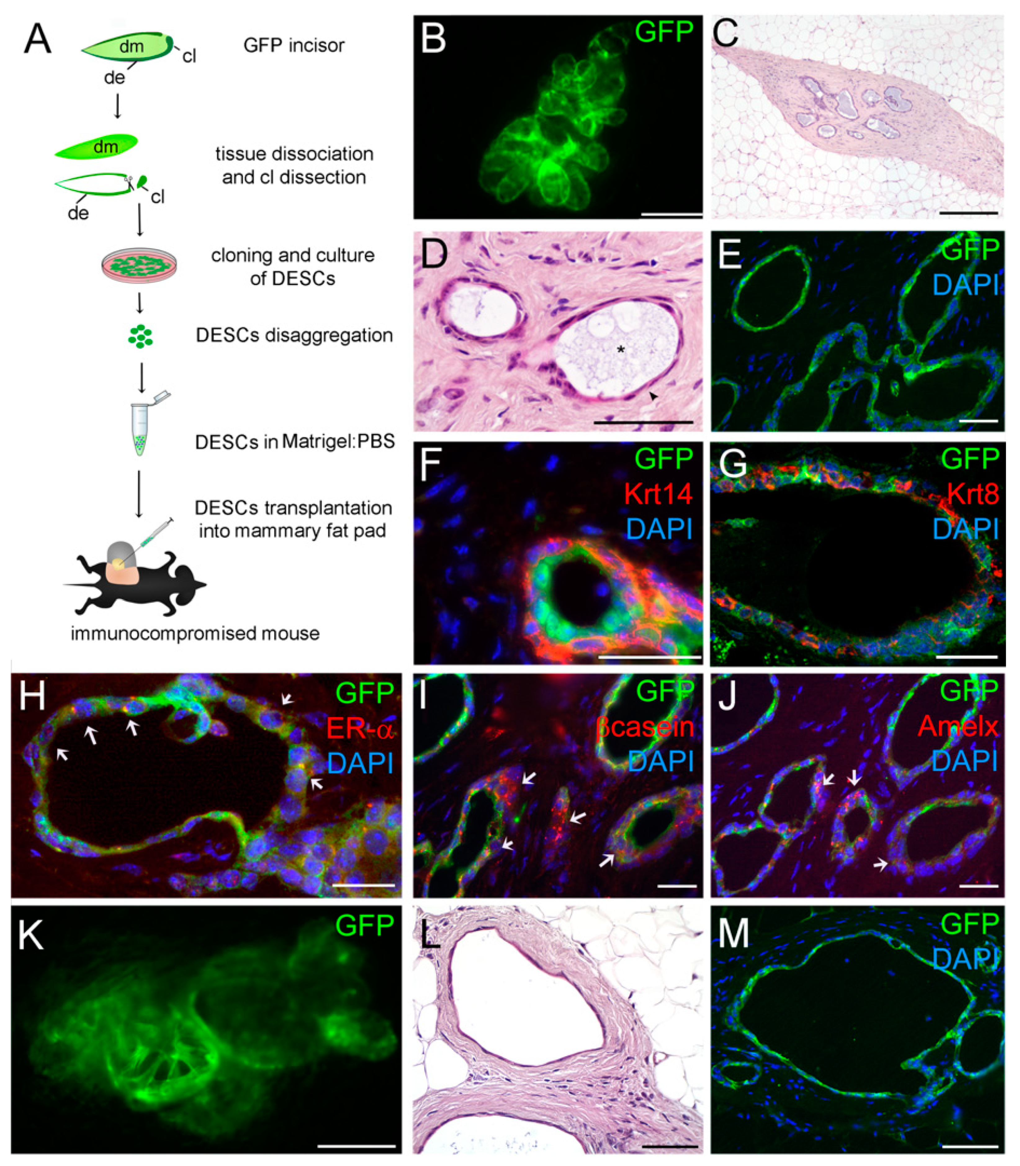 Cells 08 01302 g003 Cells 08 01302 g003