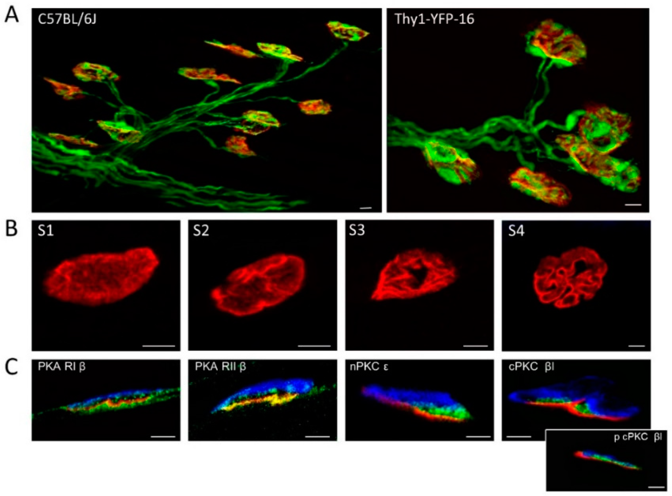 Cells 08 01304 g001 Cells 08 01304 g001