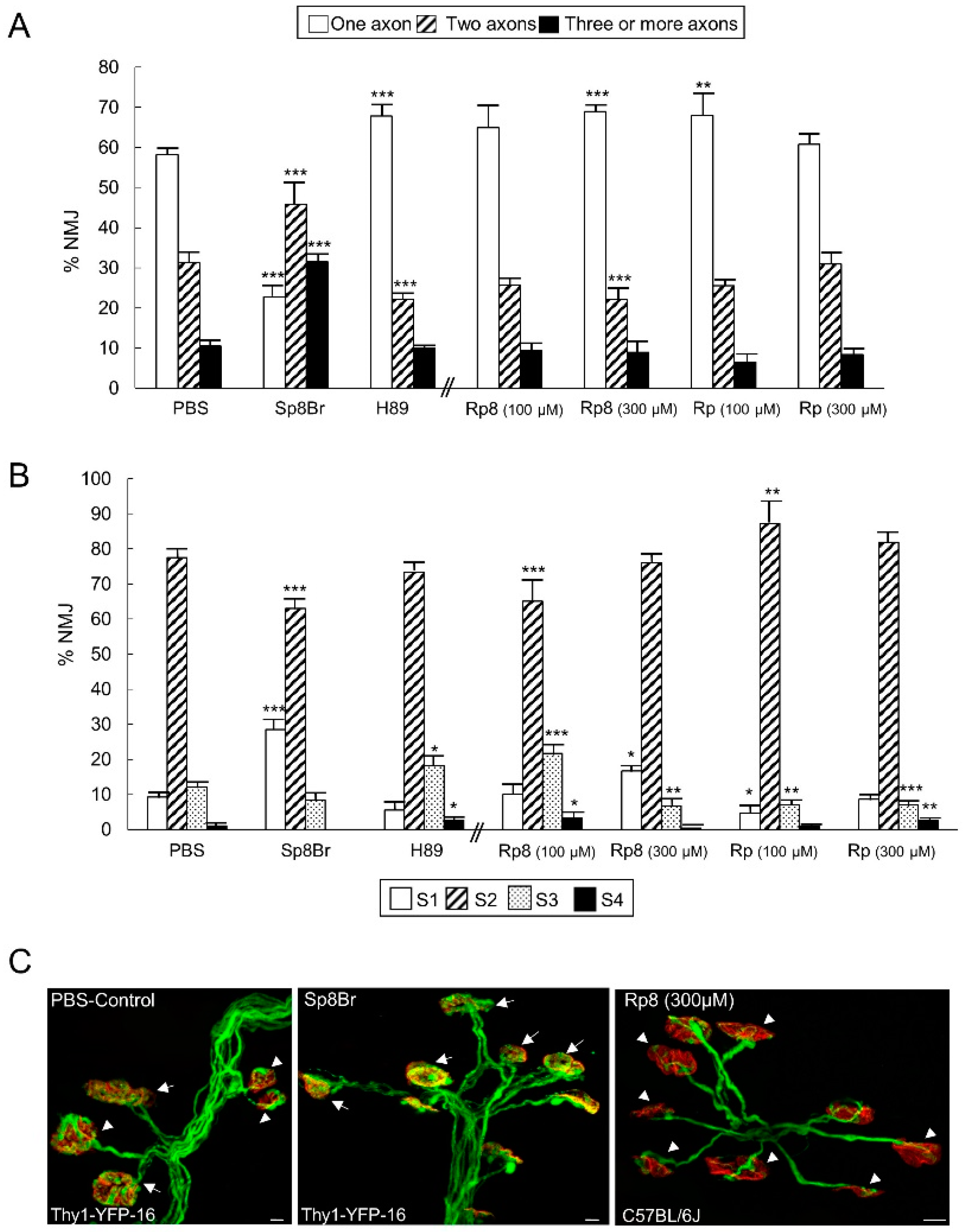 Cells 08 01304 g002 Cells 08 01304 g002