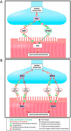 Opposed Actions of PKA Isozymes (RI and RII) and PKC Isoforms (cPKCβI ...