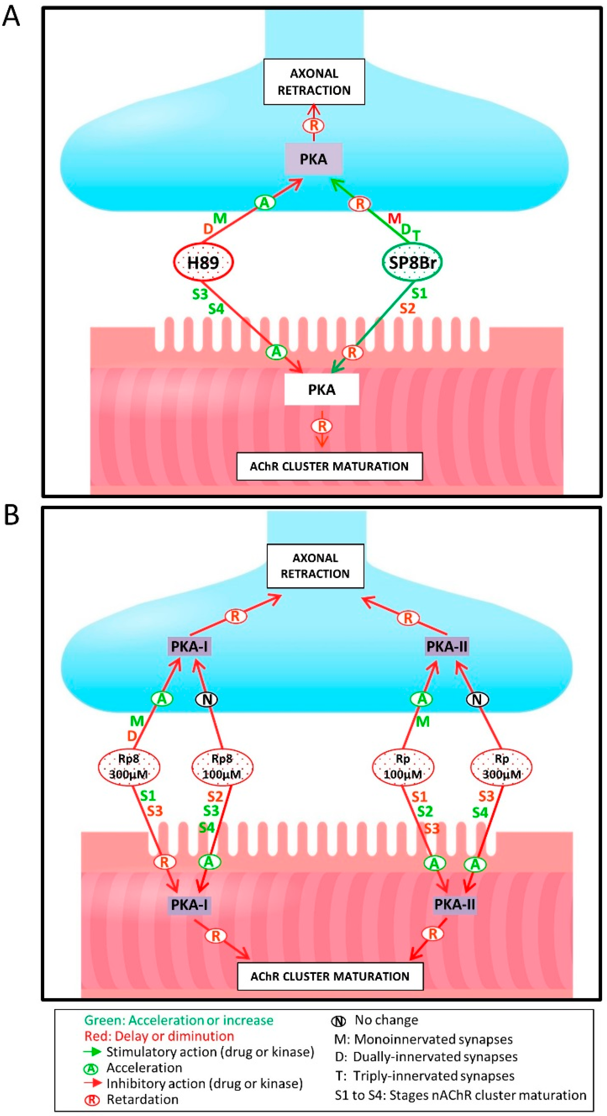 Cells 08 01304 g003 Cells 08 01304 g003