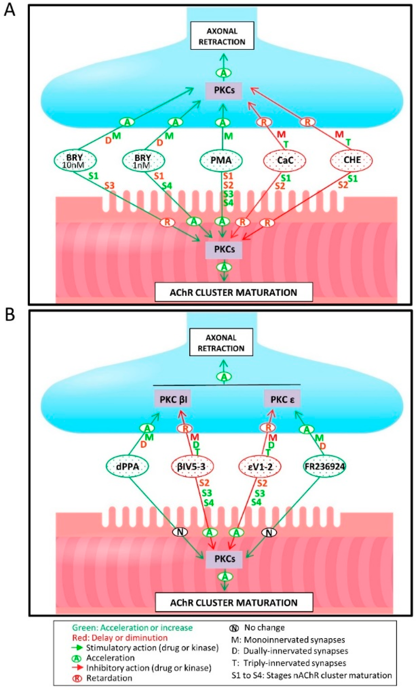 Cells 08 01304 g006 Cells 08 01304 g006