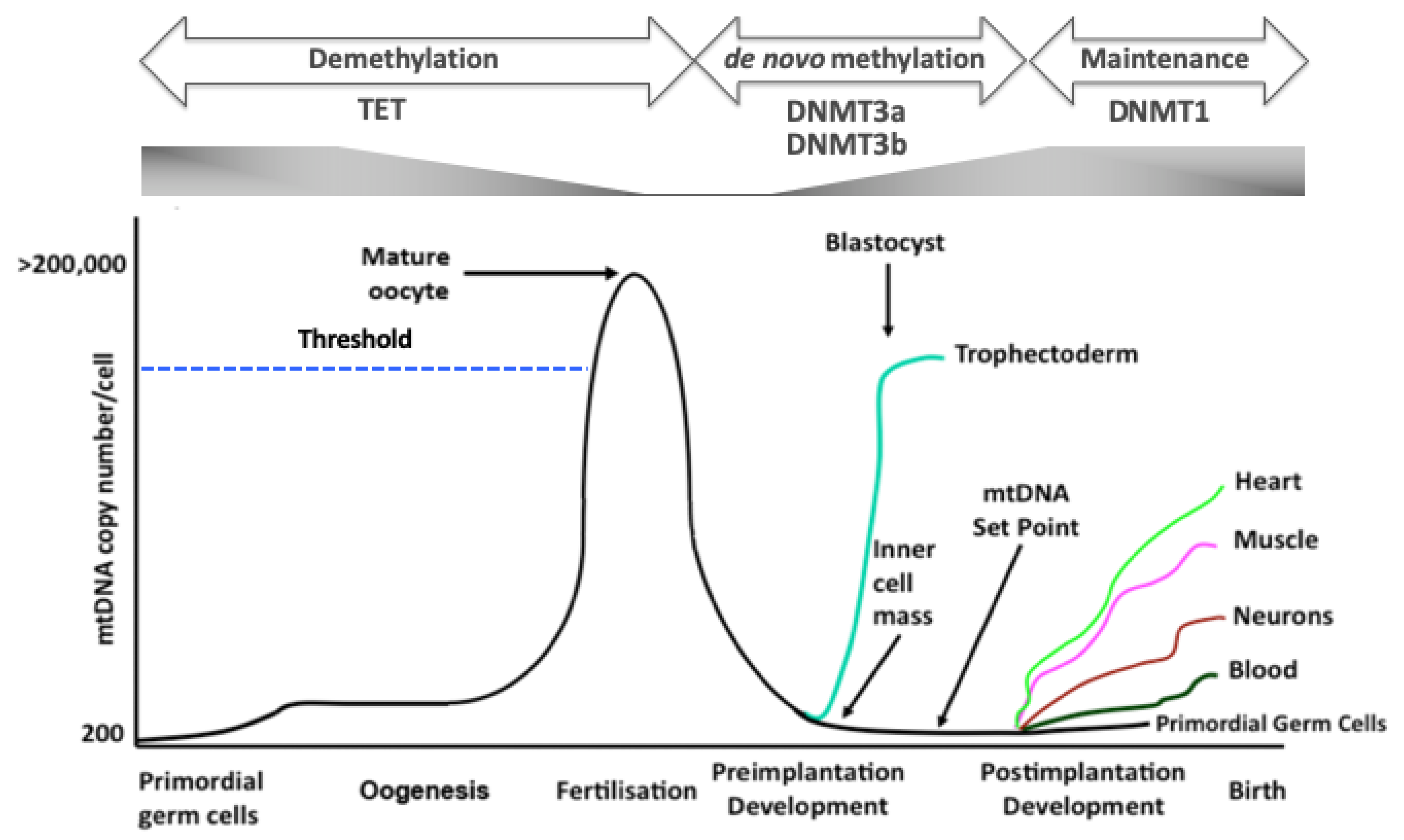Cells 08 01306 g001 Cells 08 01306 g001