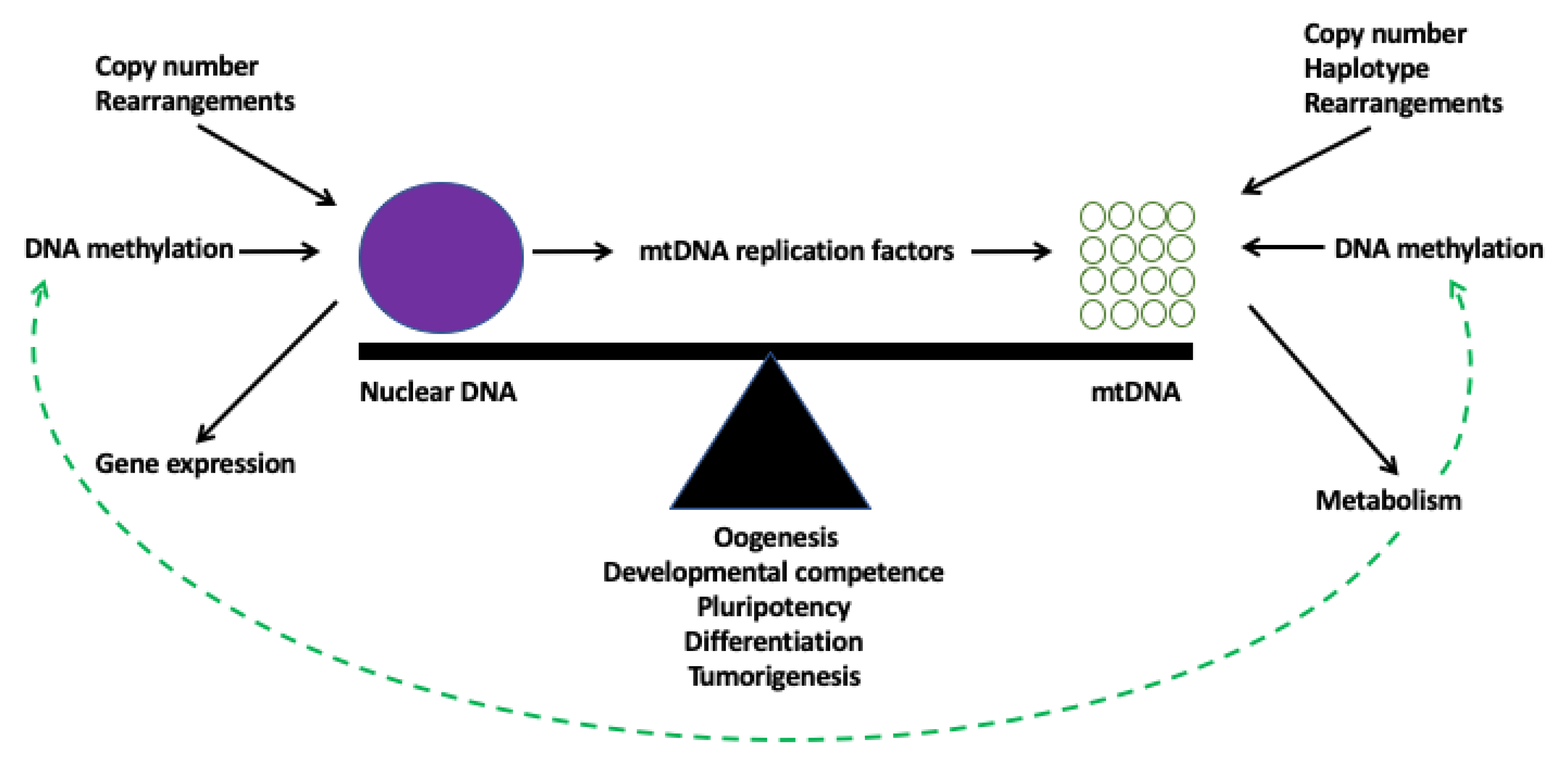 Cells 08 01306 g003 Cells 08 01306 g003