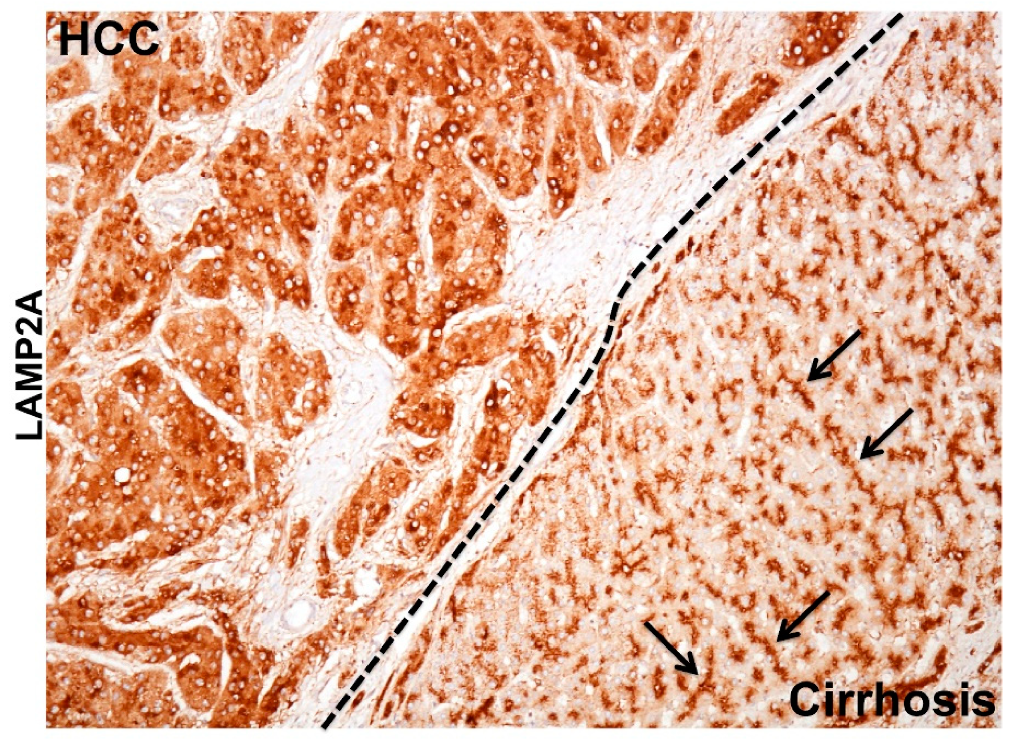 Cells 08 01308 g005 Cells 08 01308 g005