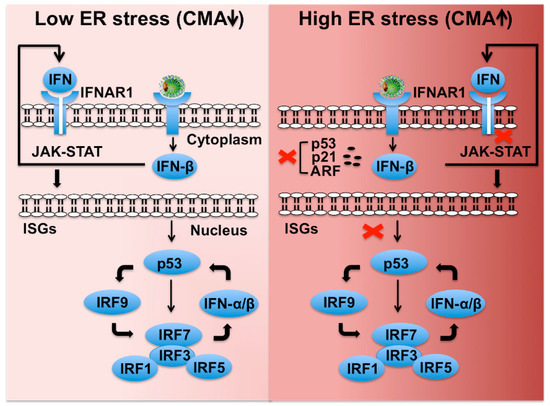 chaperone mediated autophagy 2019