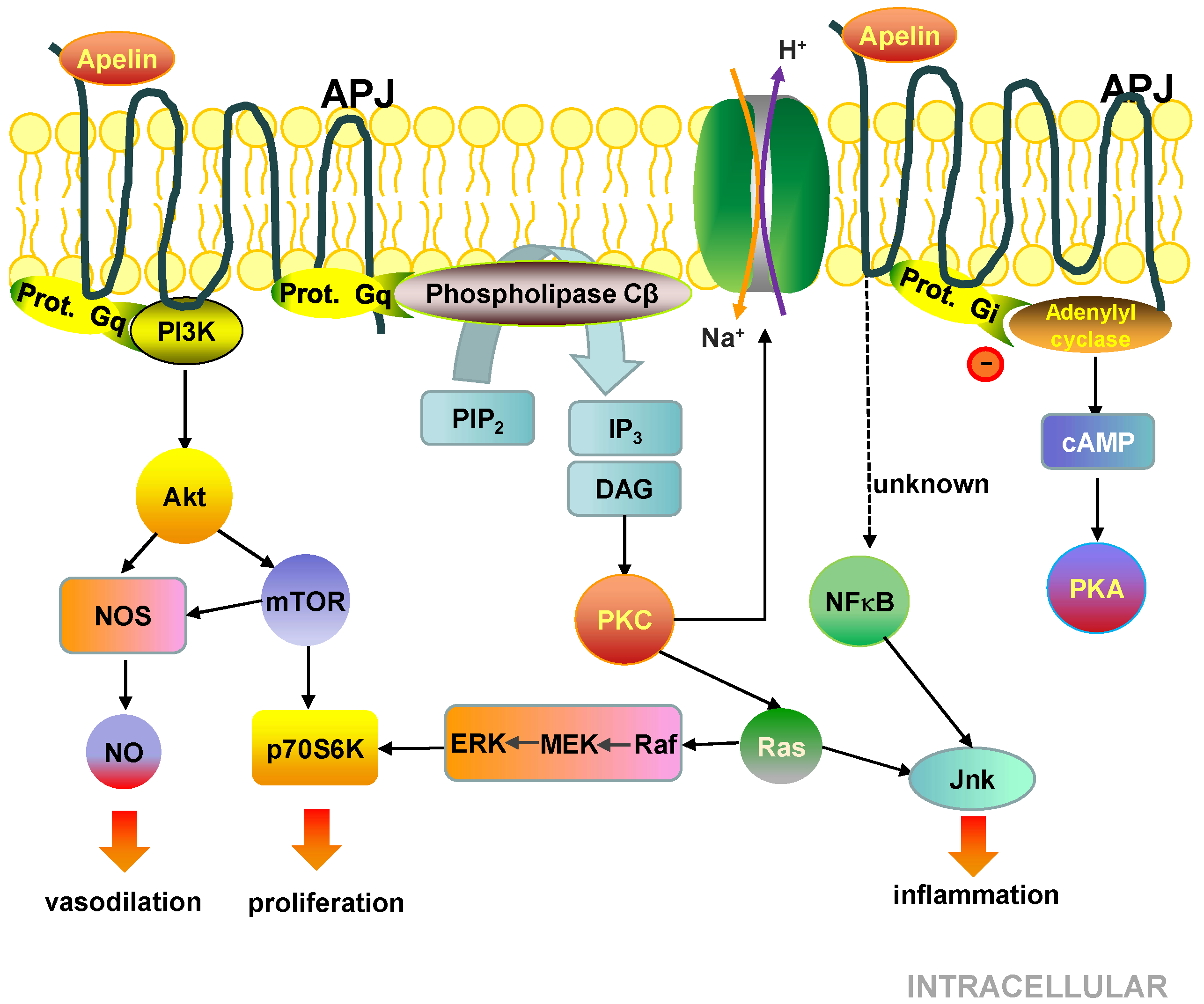 Cells 08 01311 g005 Cells 08 01311 g005
