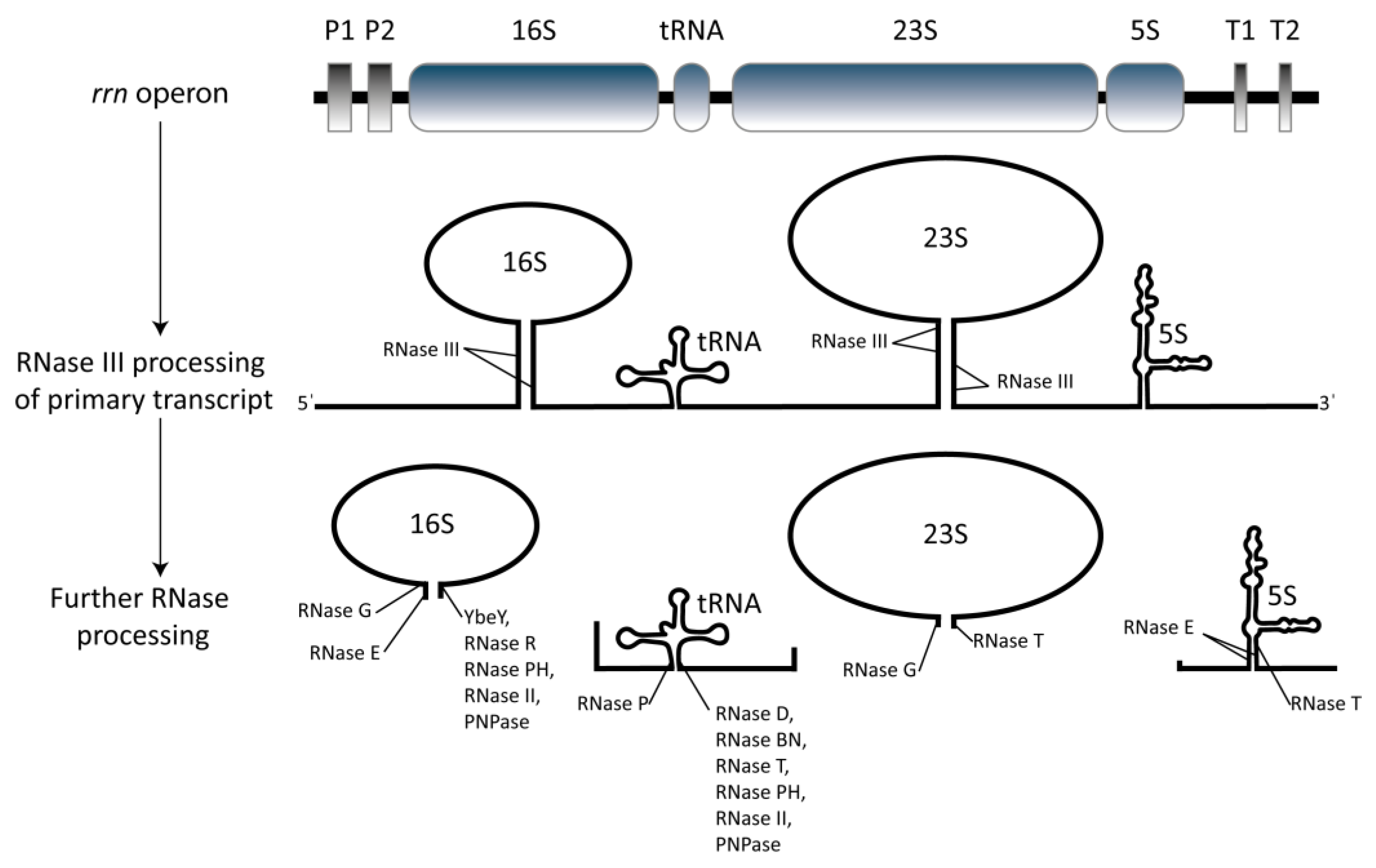 Cells 08 01313 g001 Cells 08 01313 g001