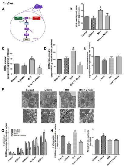 Cells | Free Full-Text | Regulation of Mitochondria-Associated