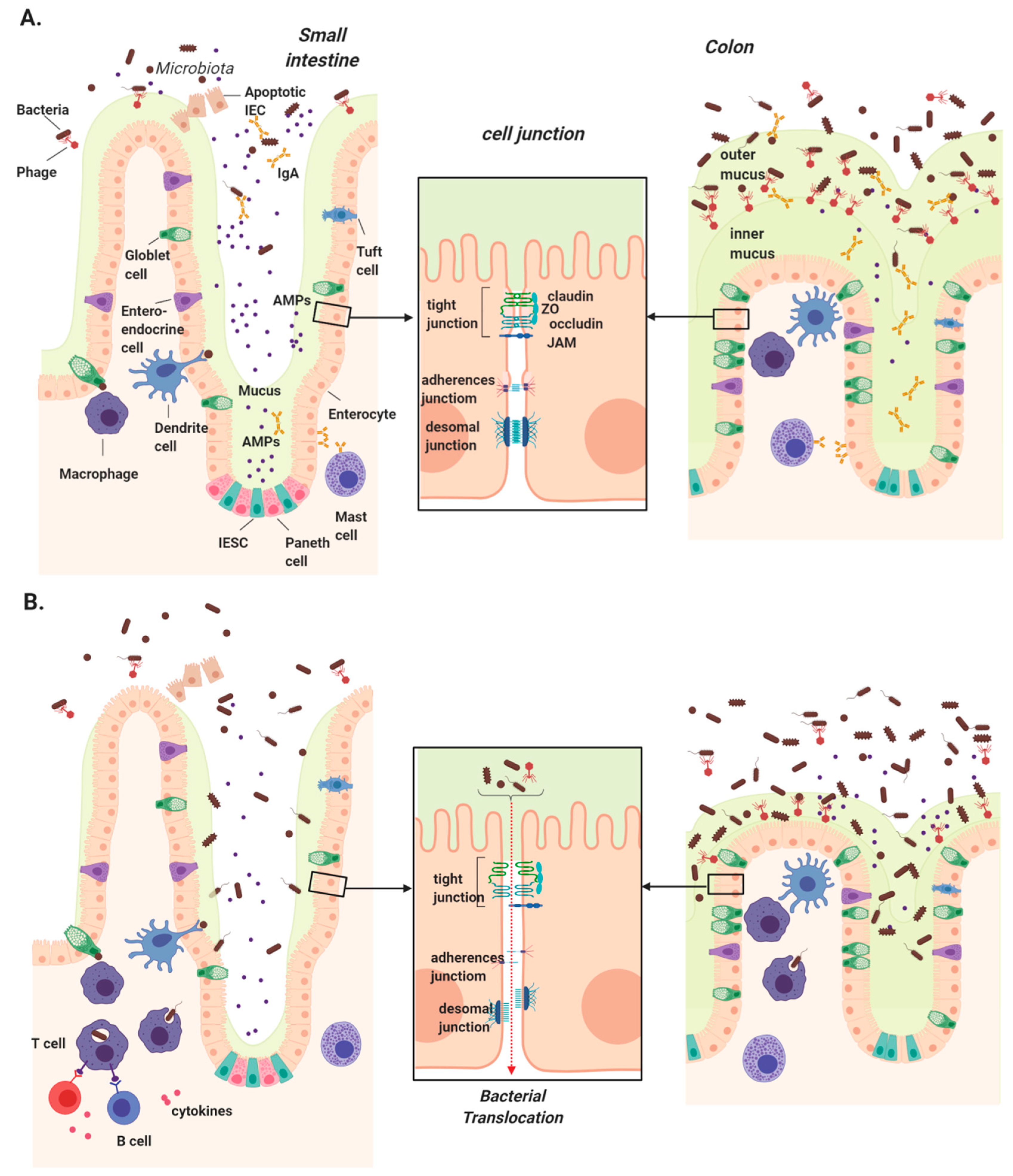 Cells 08 01324 g001 Cells 08 01324 g001