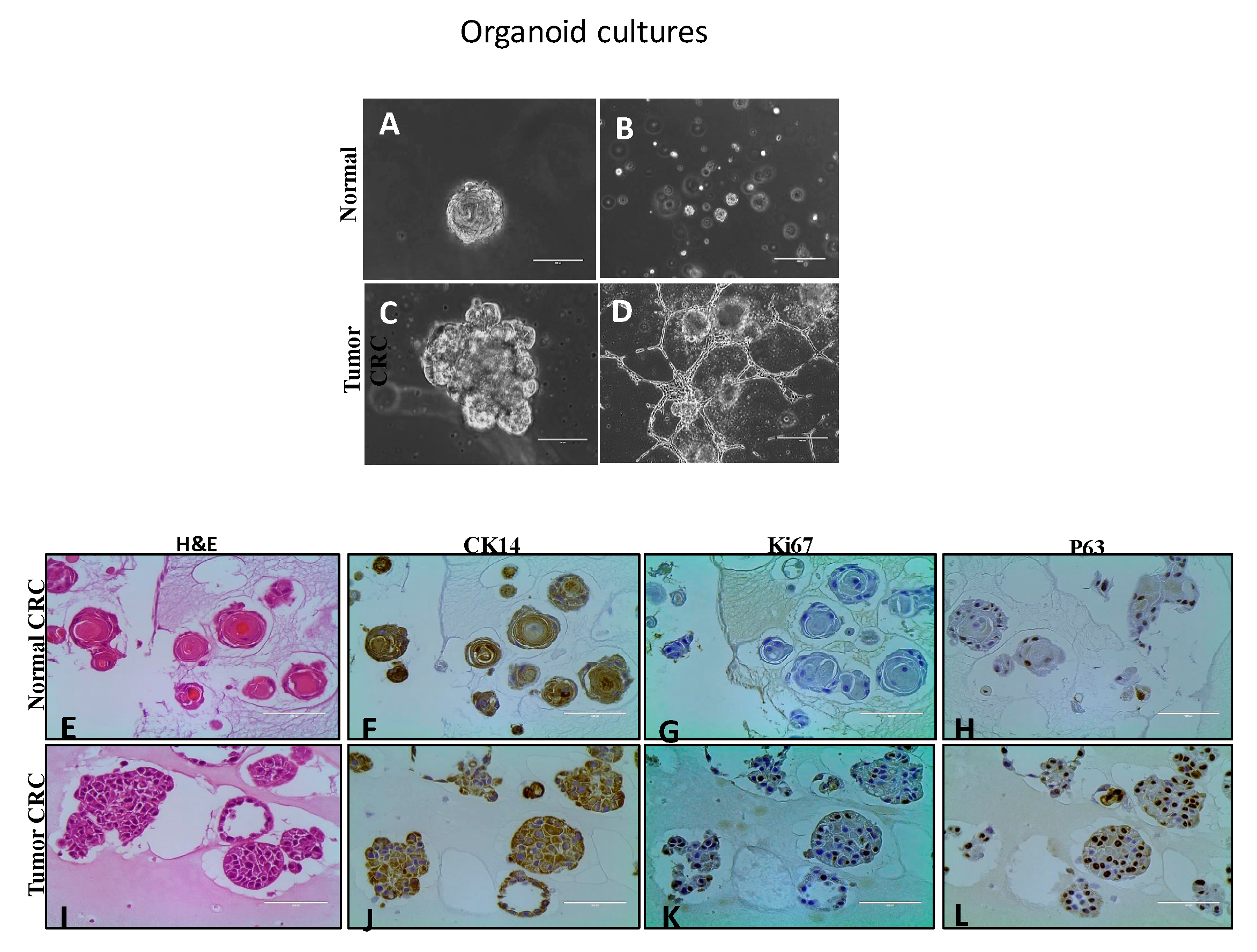 Cells 08 01327 g002 Cells 08 01327 g002