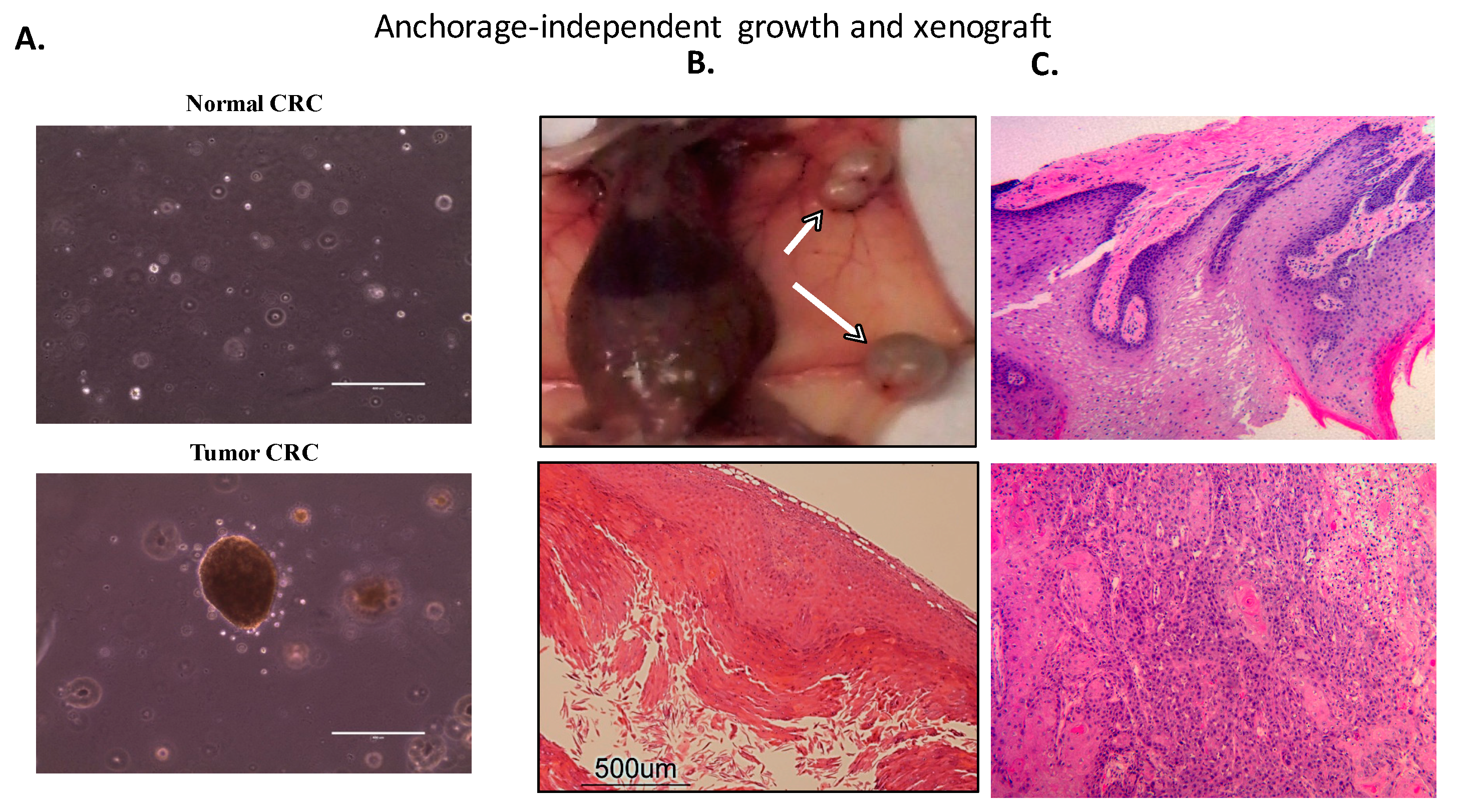 Cells 08 01327 g003 Cells 08 01327 g003