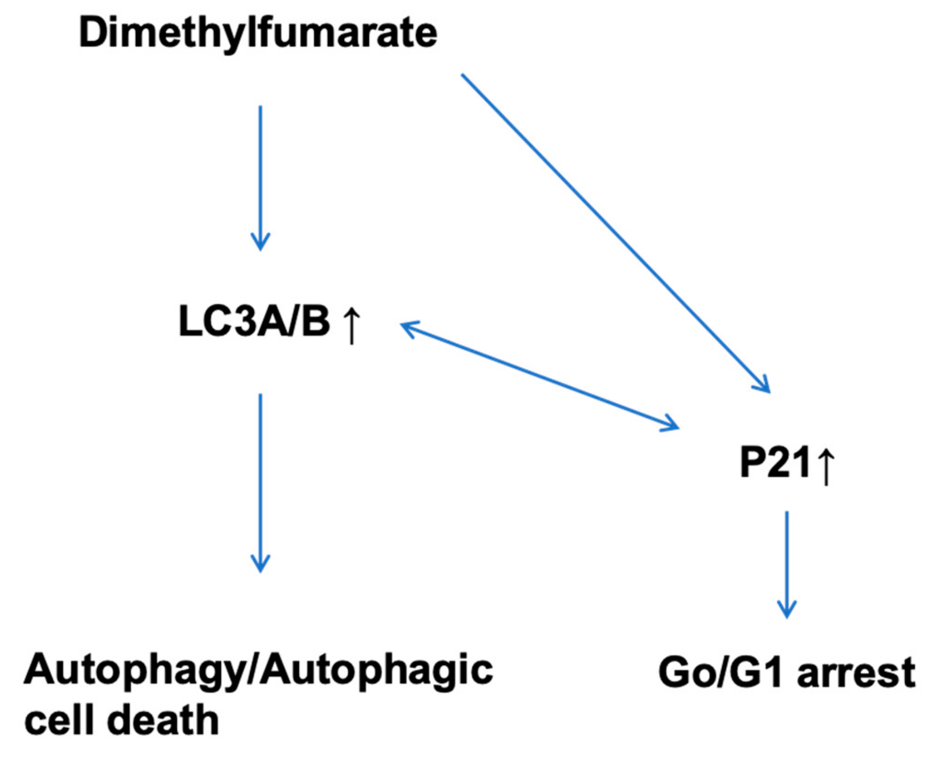 Cells 08 01329 g008 Cells 08 01329 g008