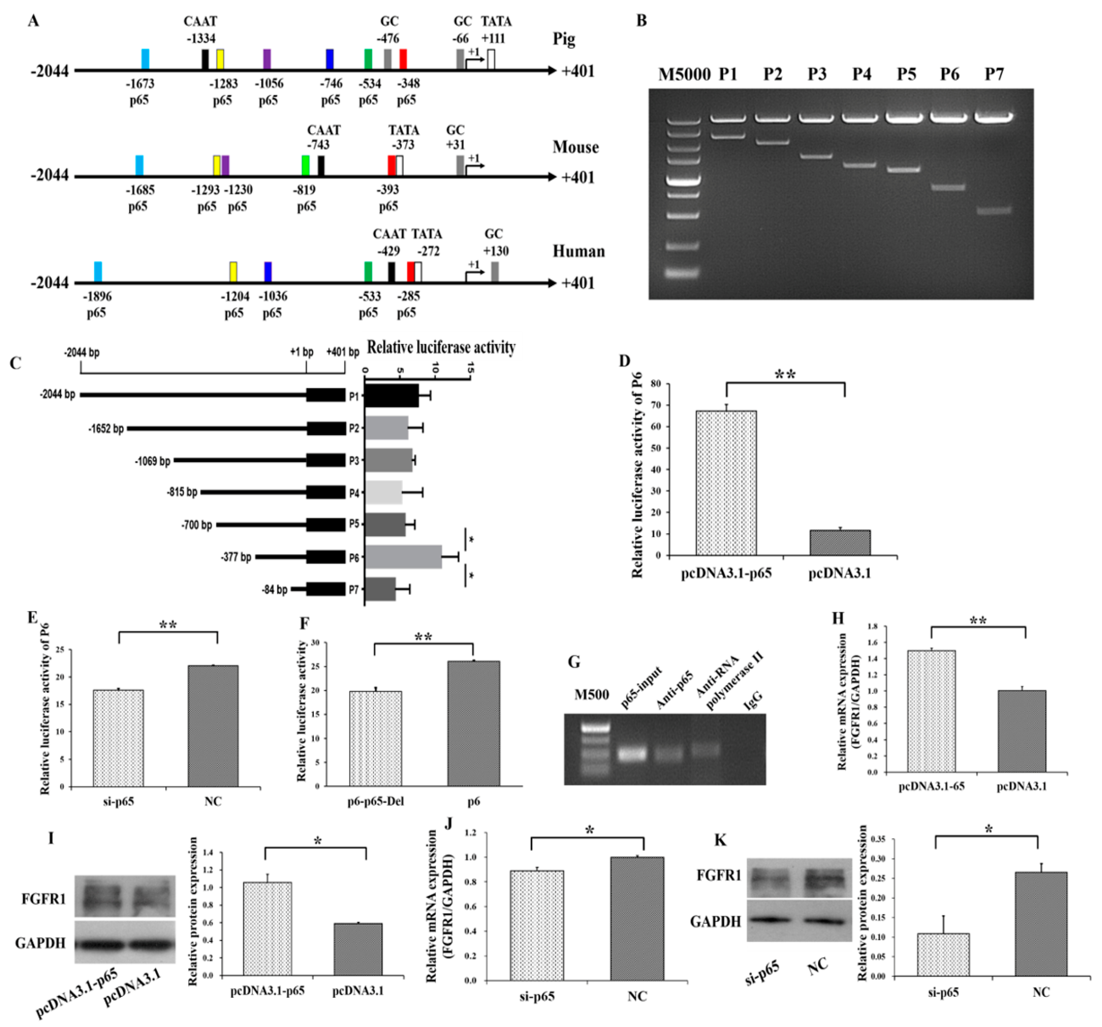 Cells 08 01334 g004