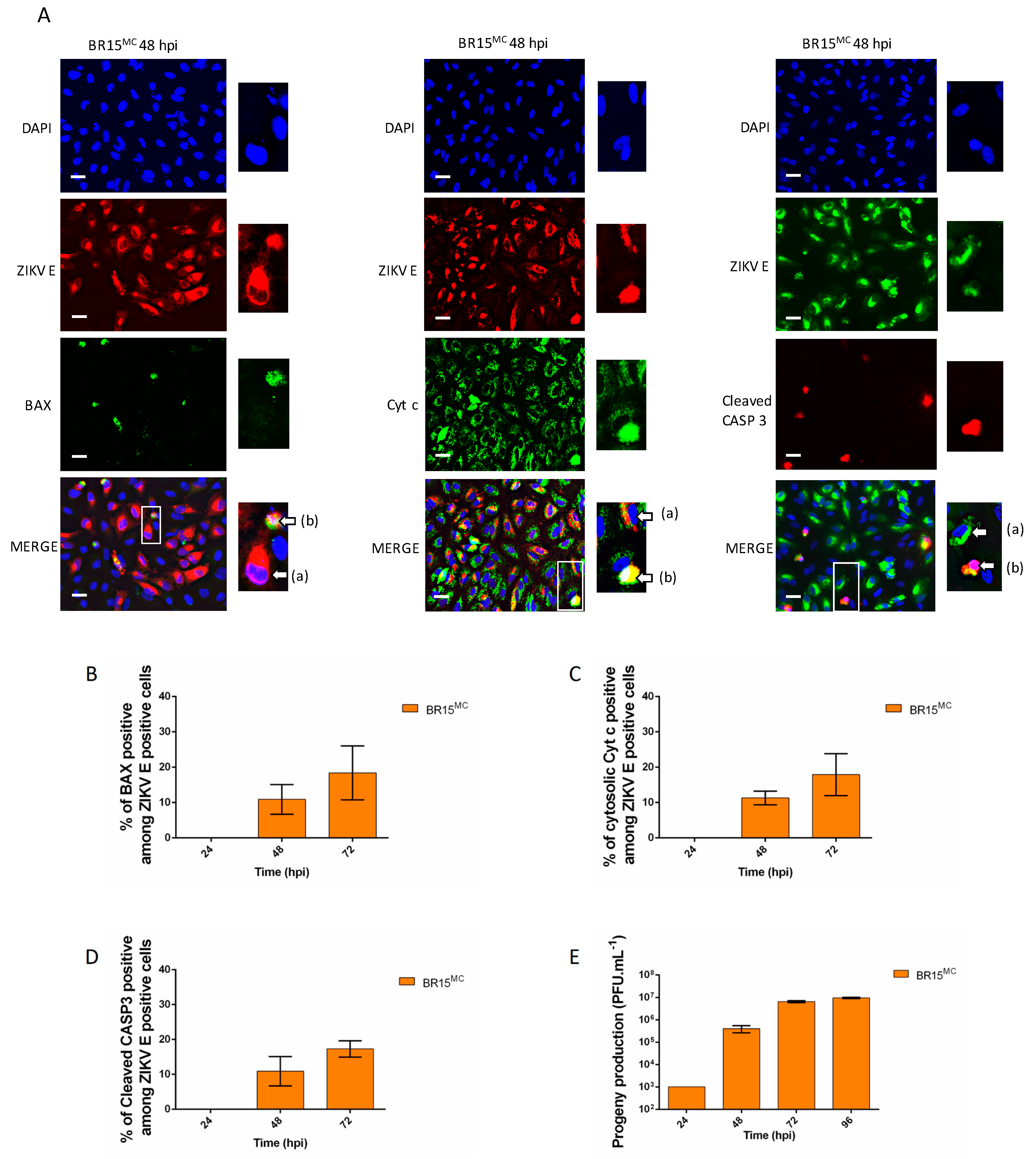 Cells 08 01338 g002 Cells 08 01338 g002