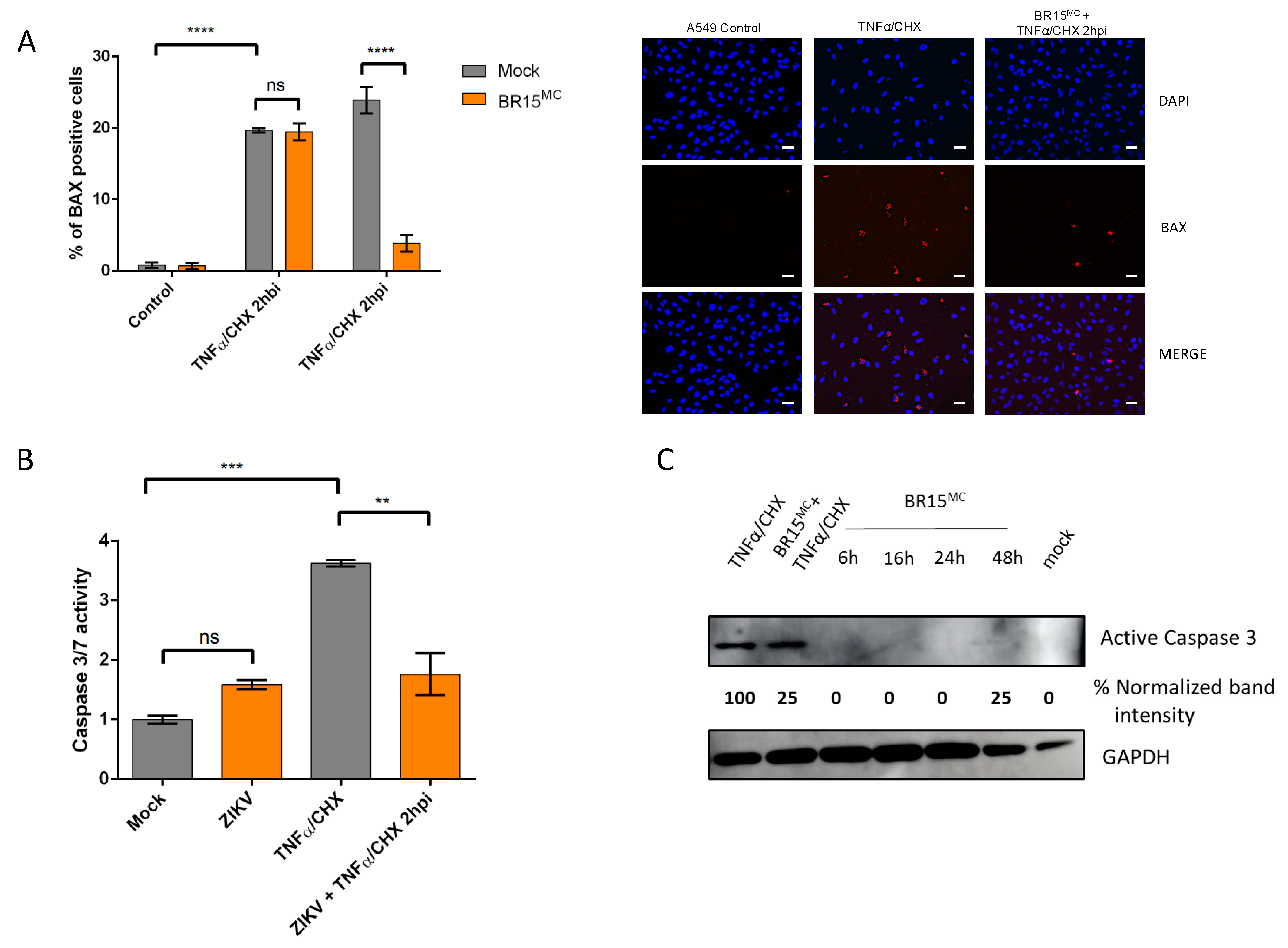 Cells 08 01338 g003 Cells 08 01338 g003