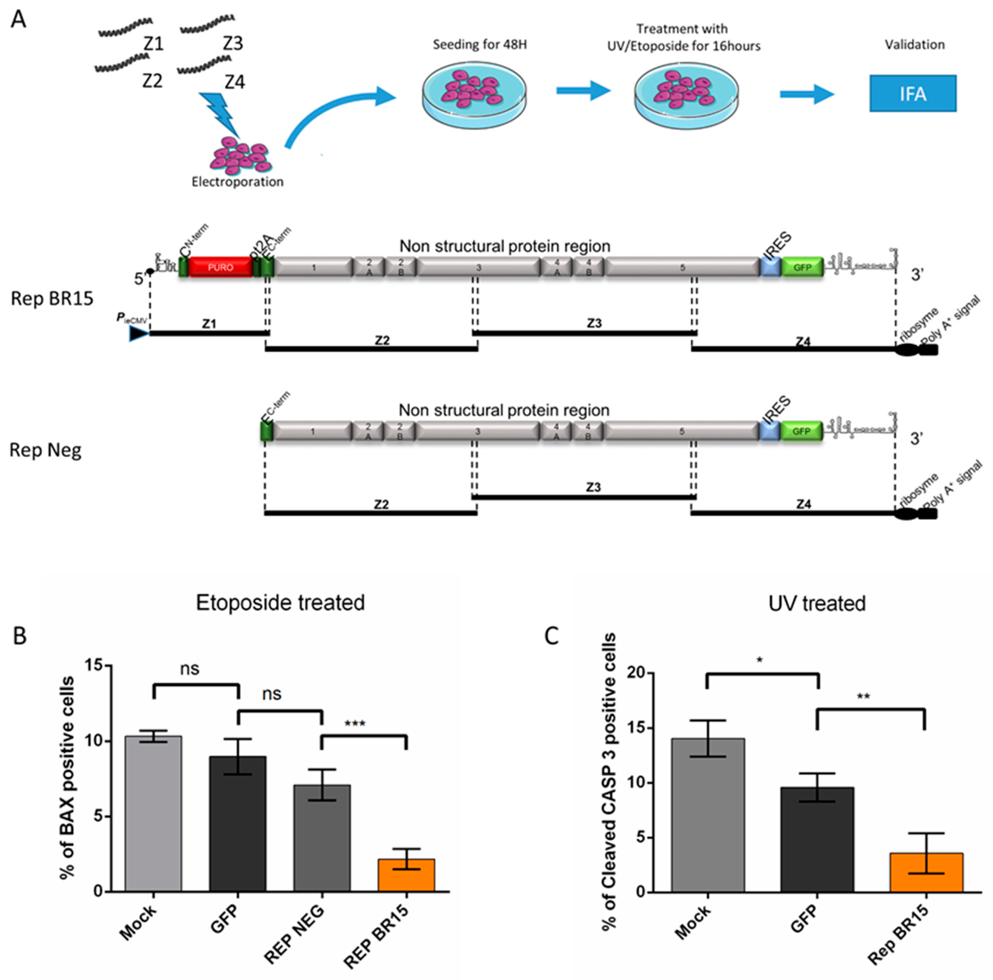 Cells 08 01338 g007 Cells 08 01338 g007