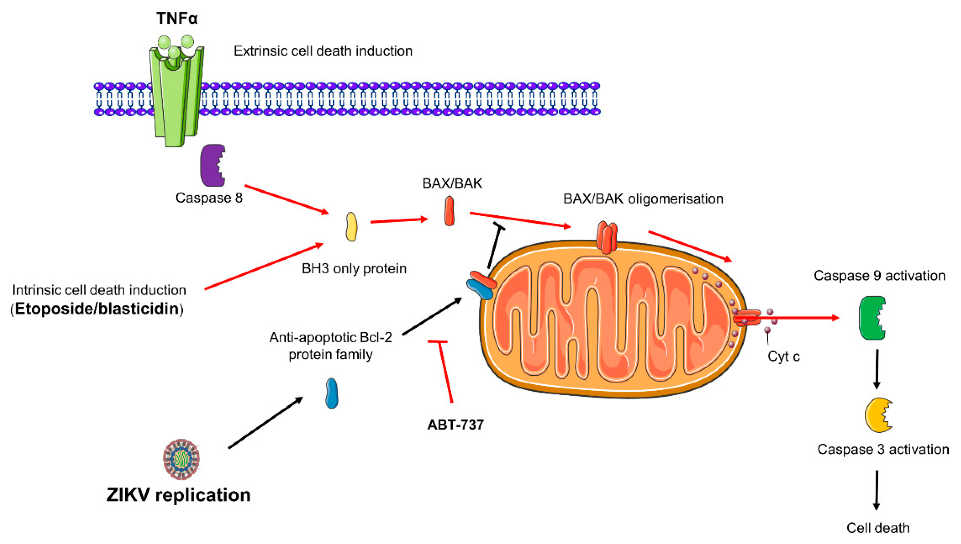 Cells 08 01338 g009 Cells 08 01338 g009