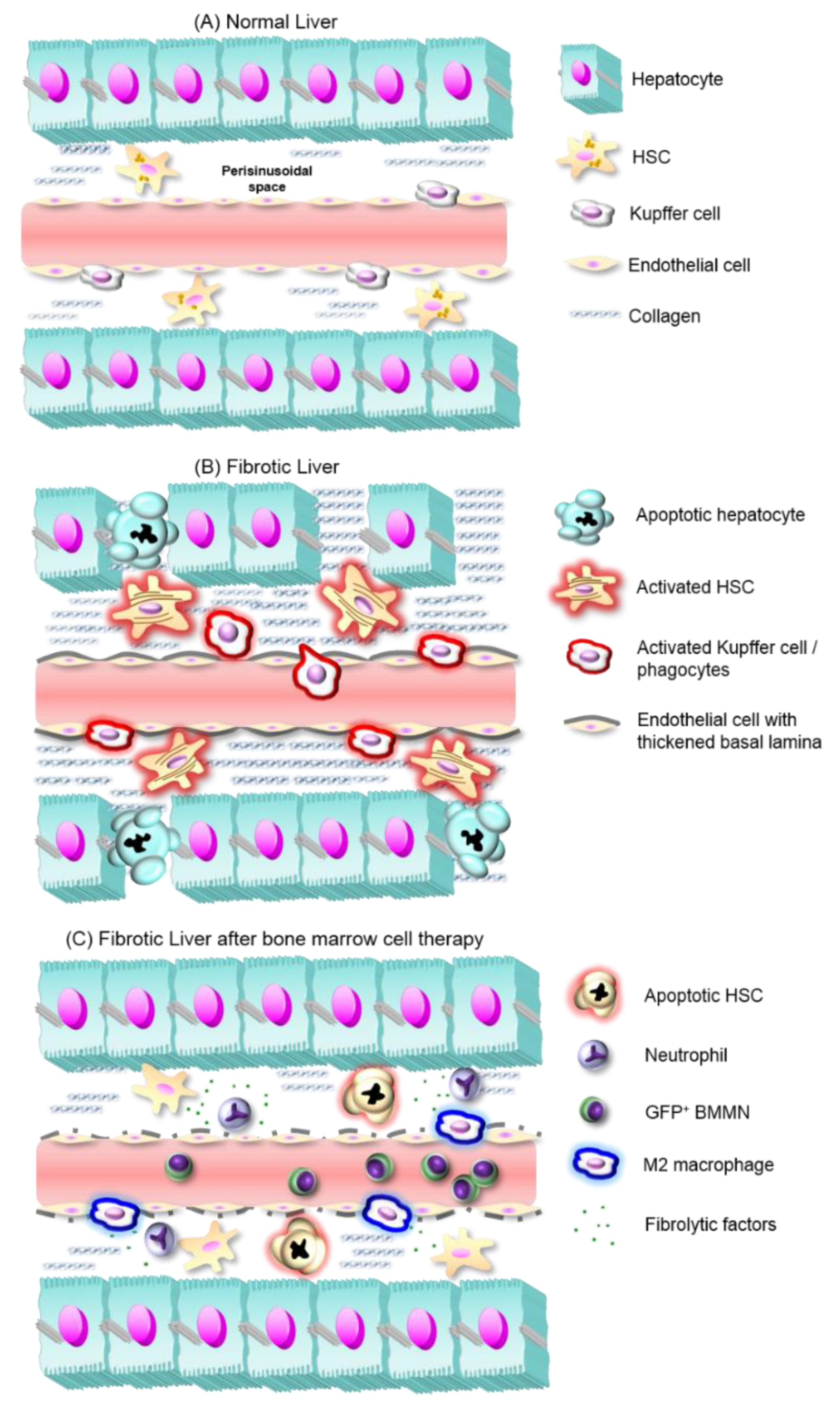 Cells 08 01339 g001