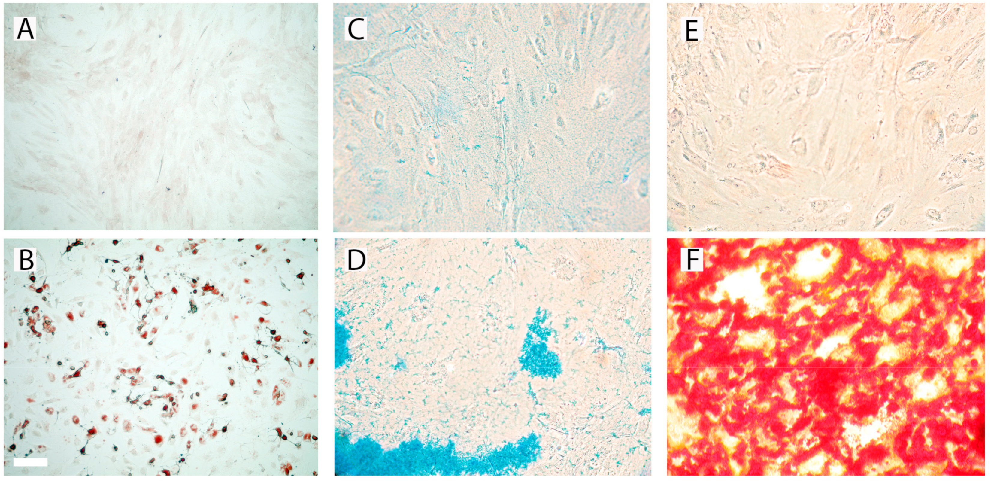 Cells 08 01346 g002