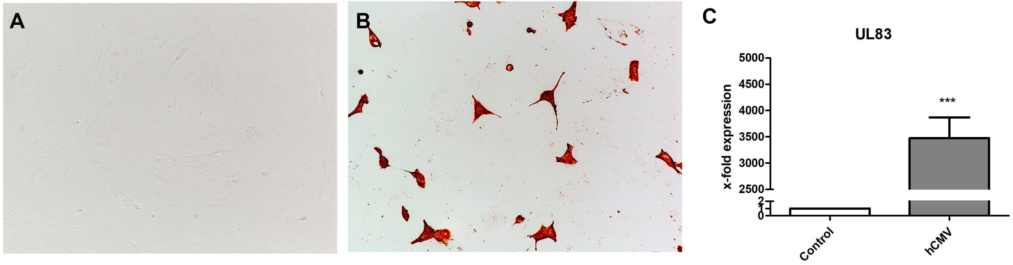 Cells 08 01346 g006