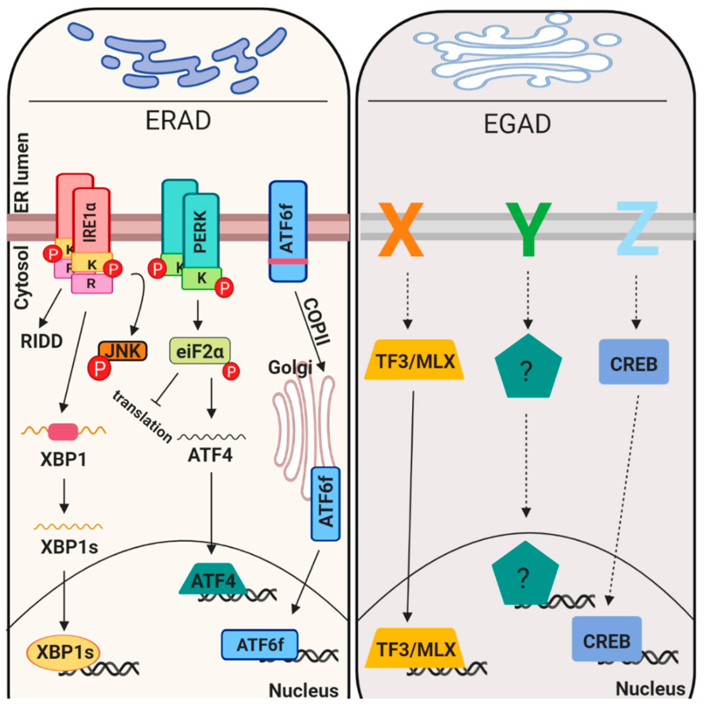 Cells 08 01347 g002 Cells 08 01347 g002