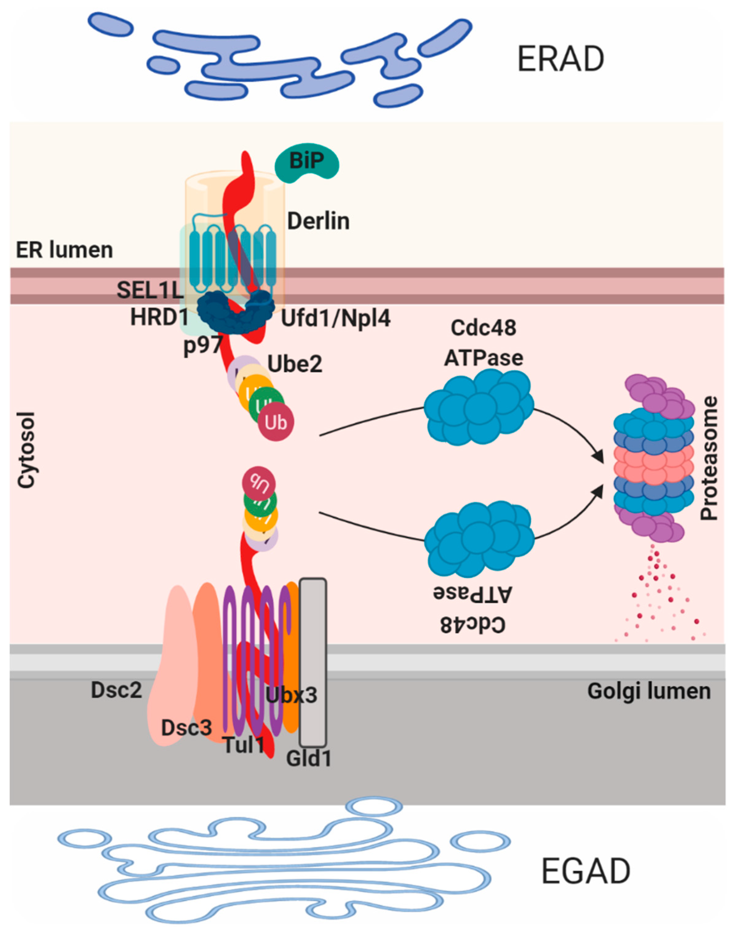 Cells 08 01347 g003 Cells 08 01347 g003
