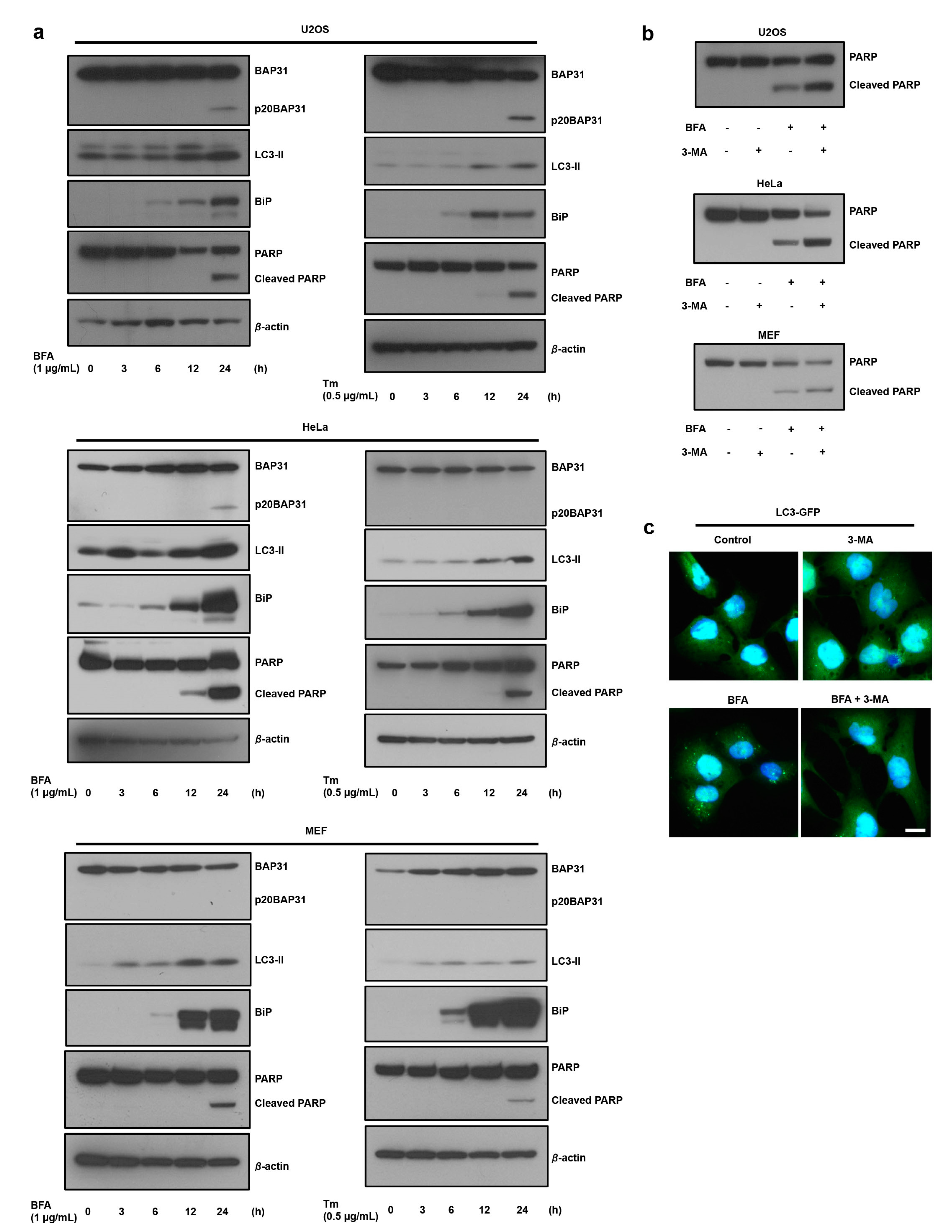 Cells 08 01350 g001 Cells 08 01350 g001