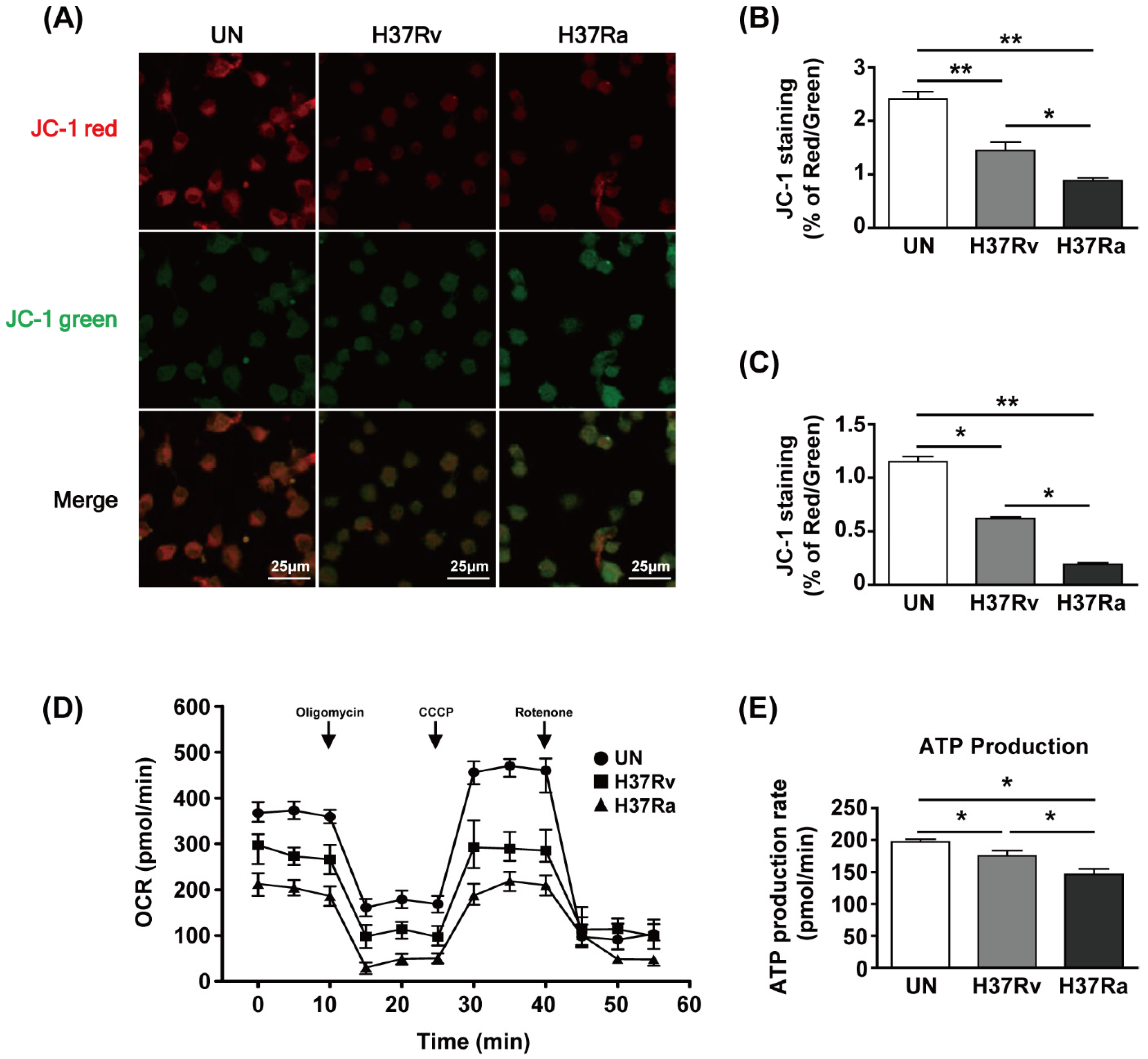Cells 08 01355 g001