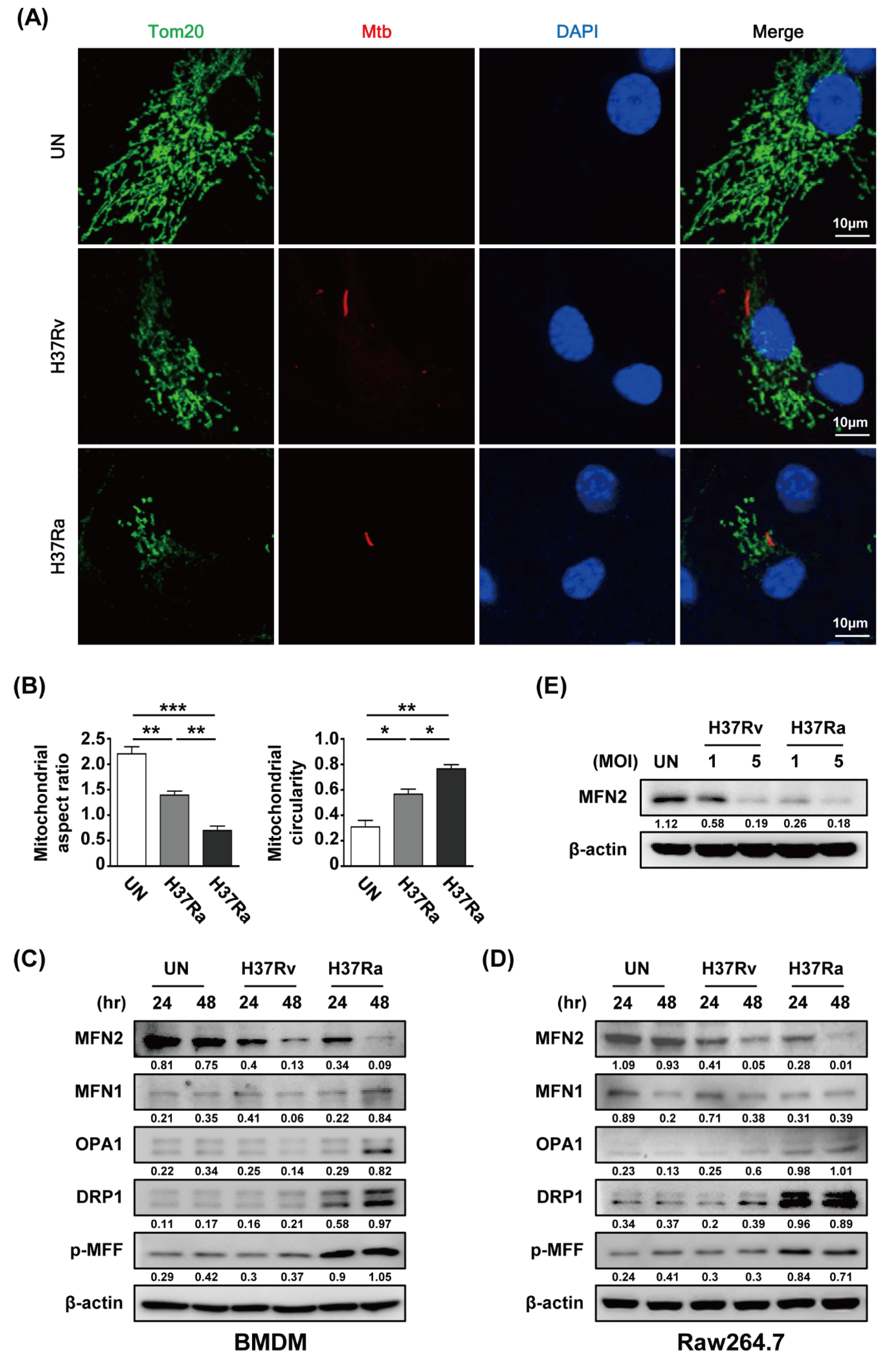 Cells 08 01355 g002