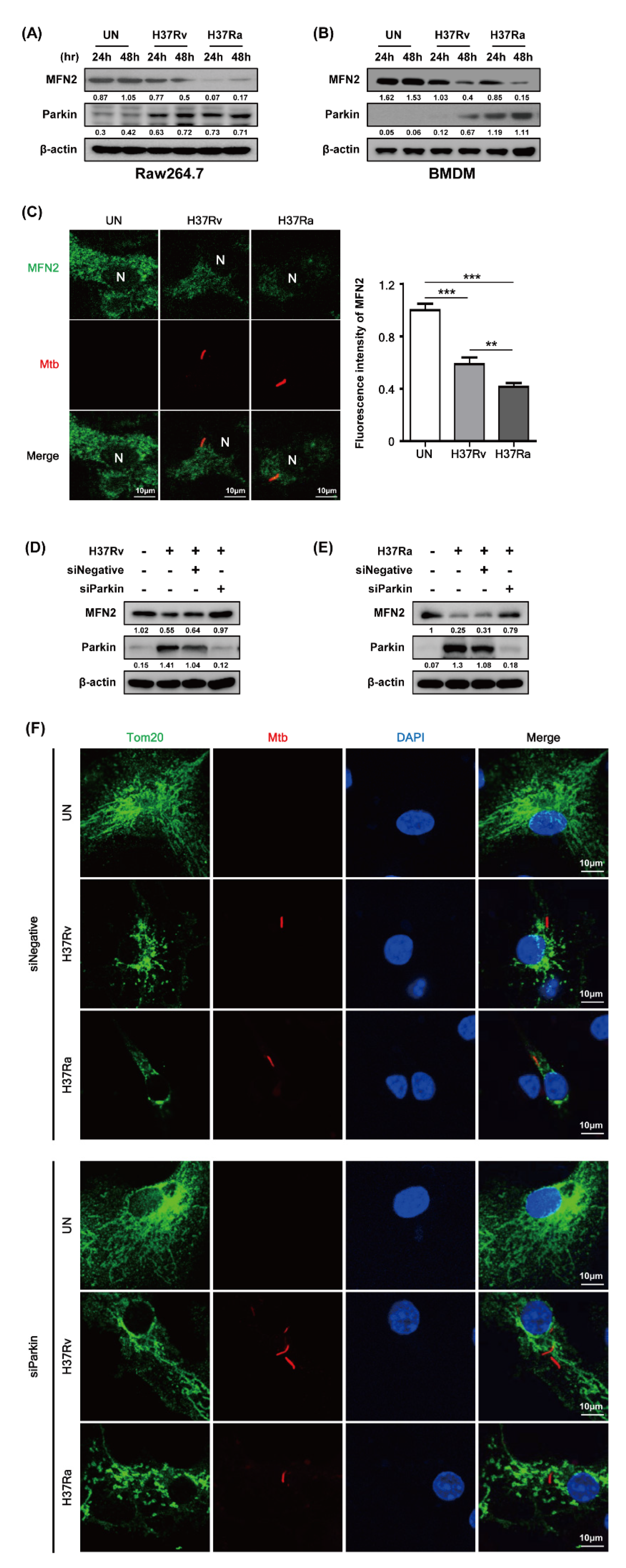 Cells 08 01355 g003