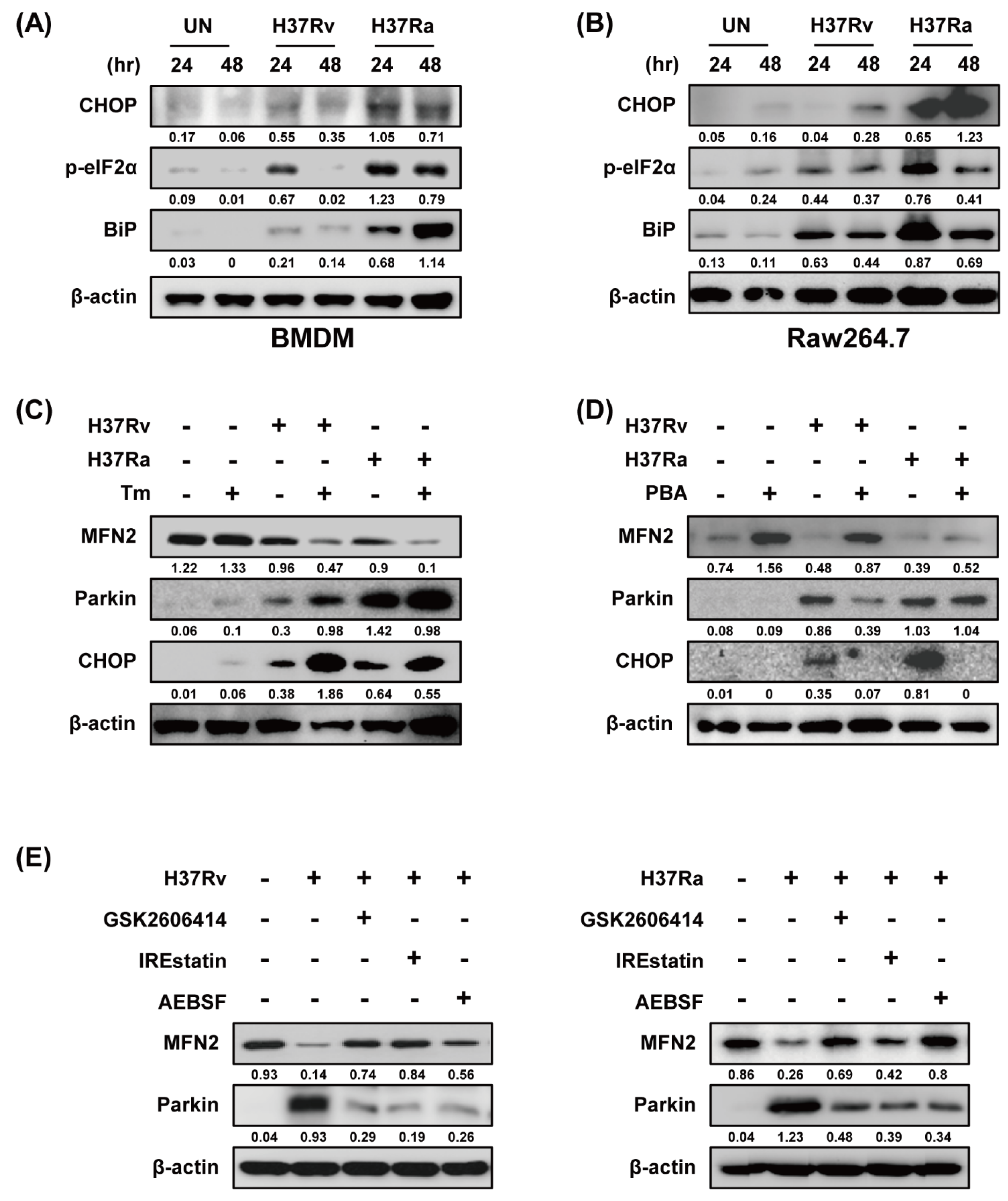 Cells 08 01355 g004
