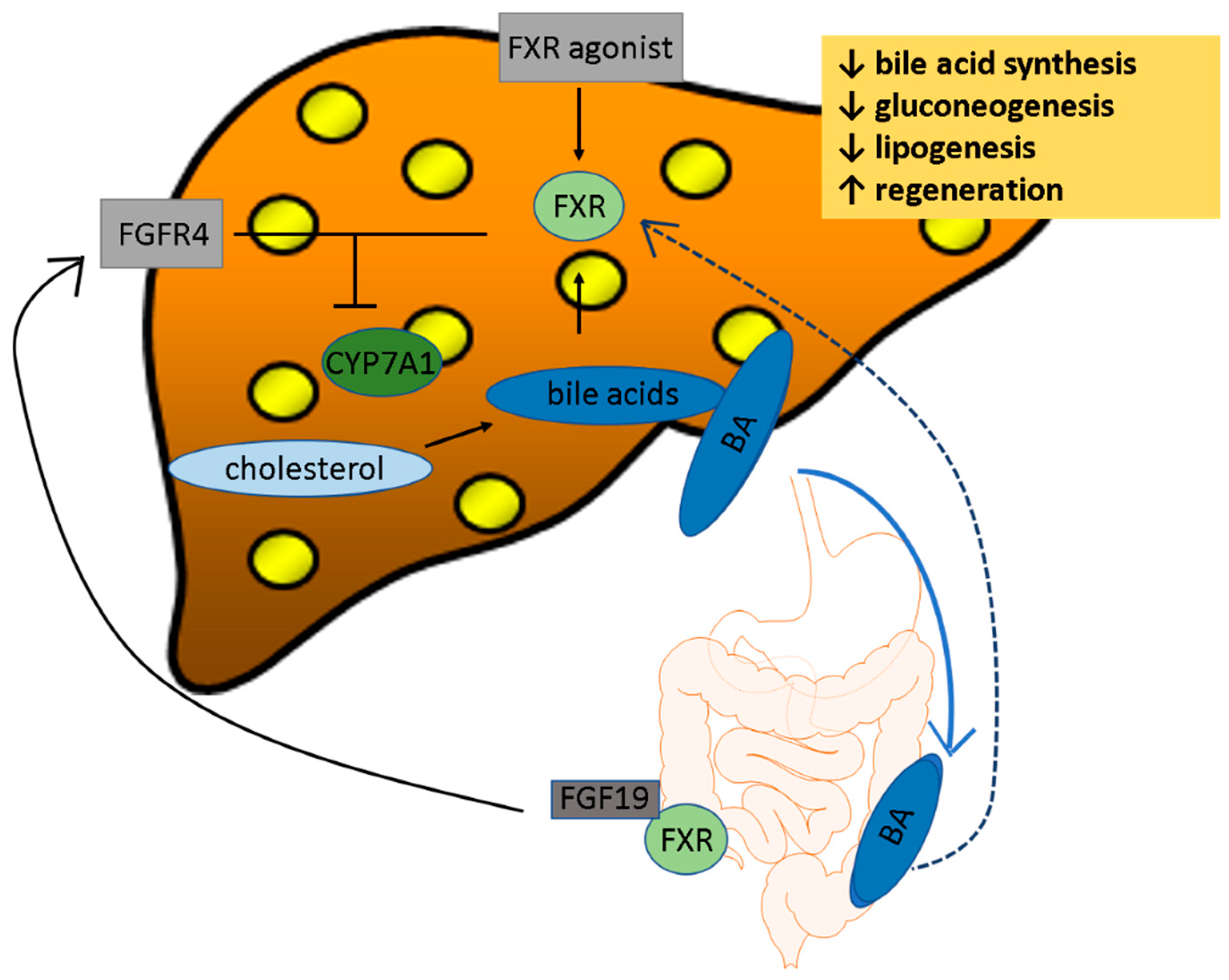 Cells 08 01358 g001
