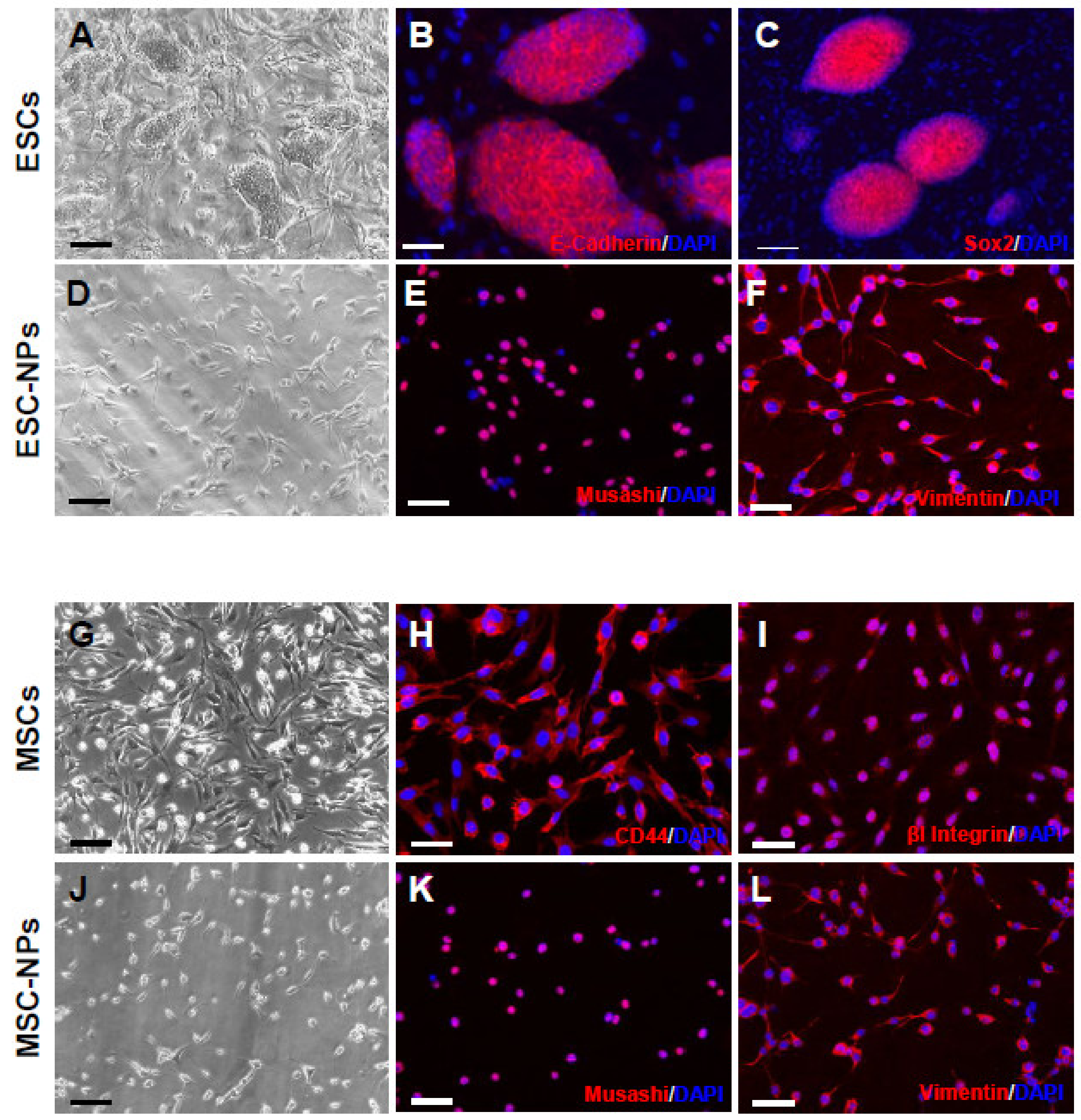 Cells 08 01359 g001 Cells 08 01359 g001