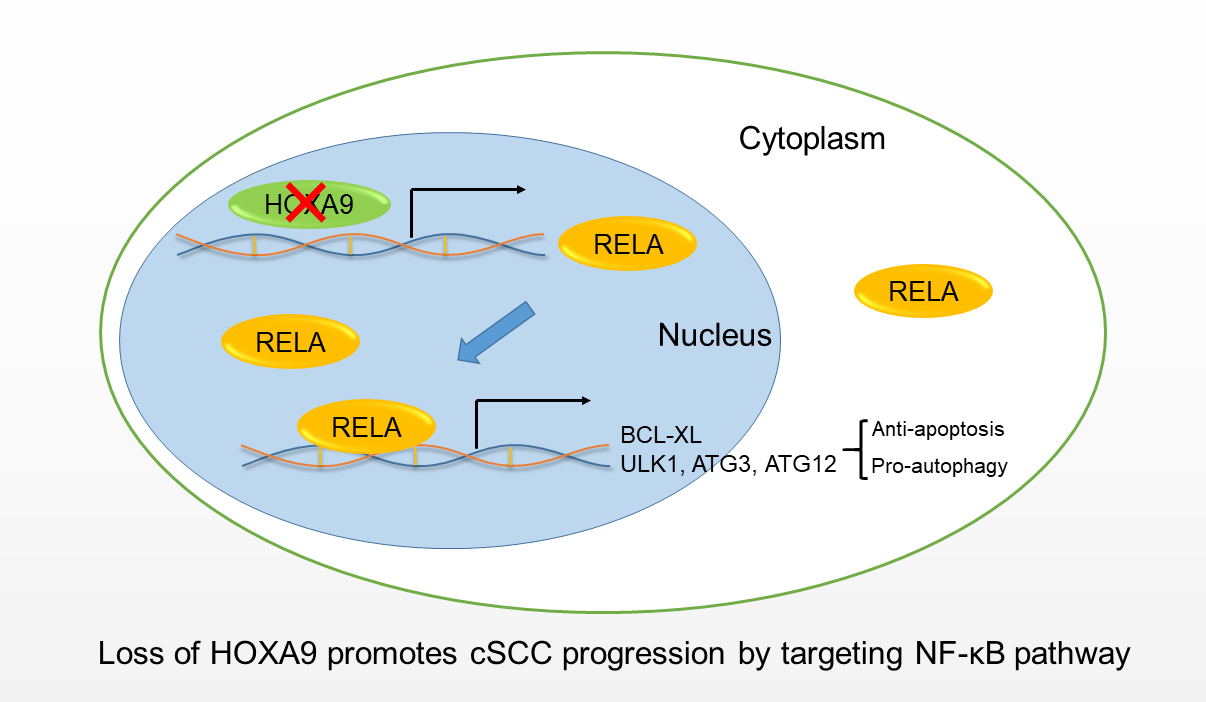 Cells | Free Full-Text | HOXA9 Transcriptionally Promotes ...