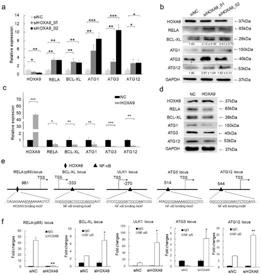 Cells | Free Full-Text | HOXA9 Transcriptionally Promotes ...