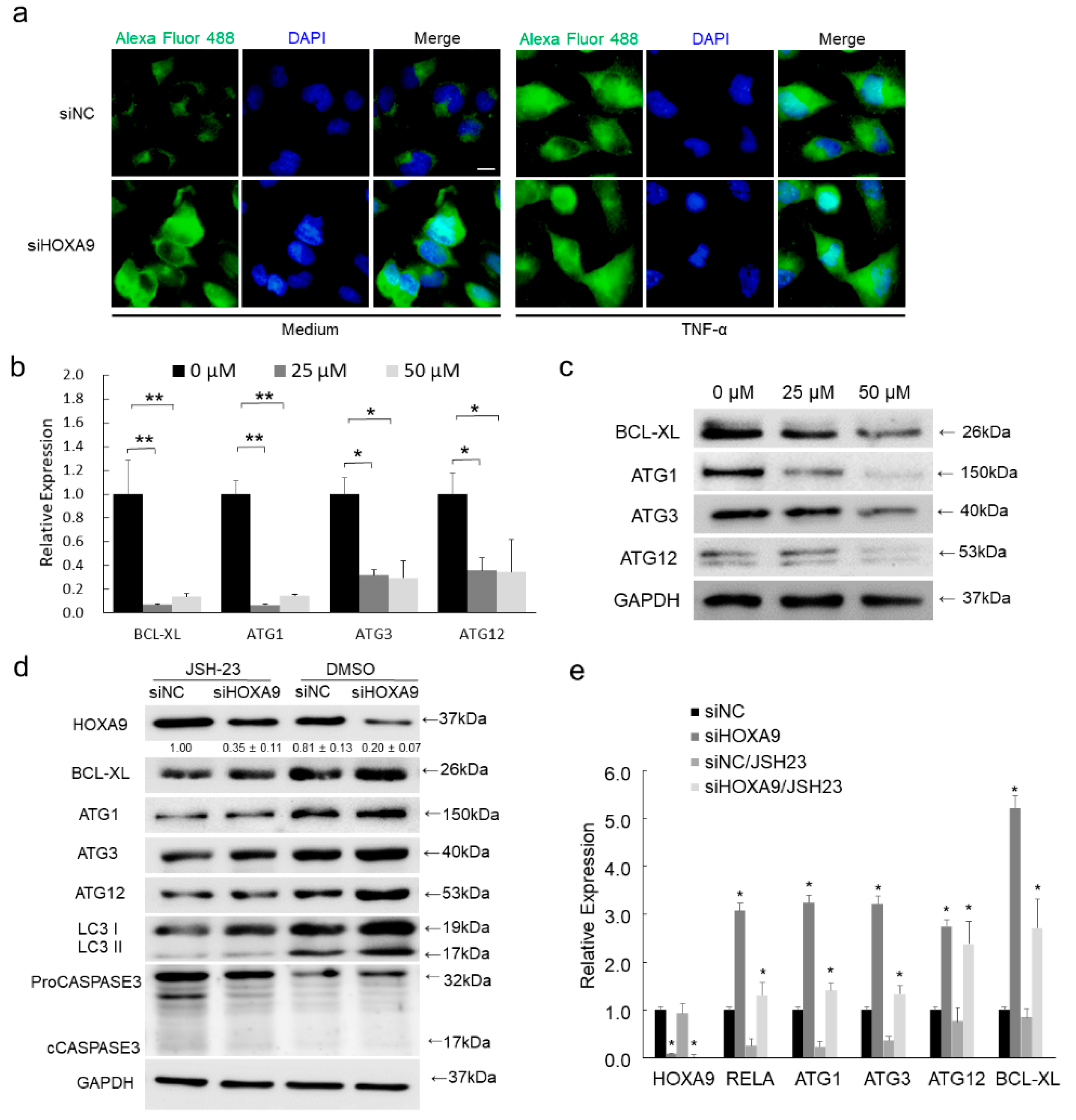 Cells 08 01360 g003