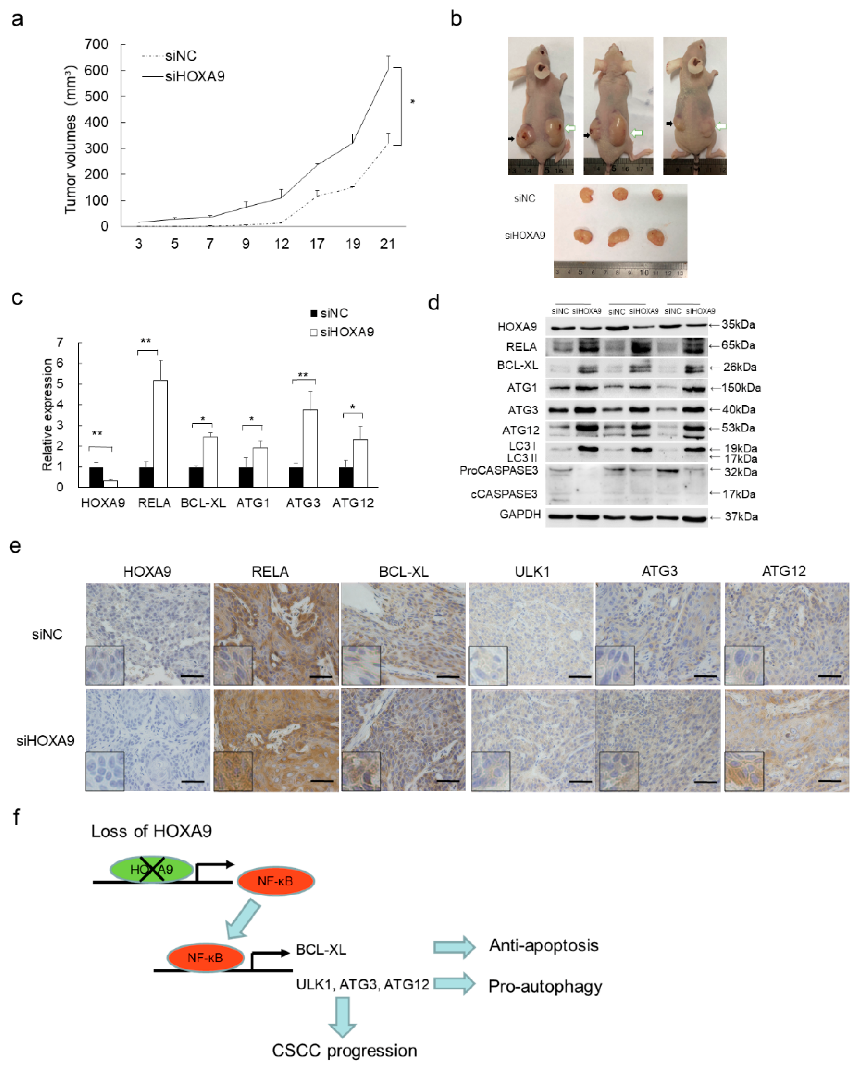 Cells 08 01360 g004
