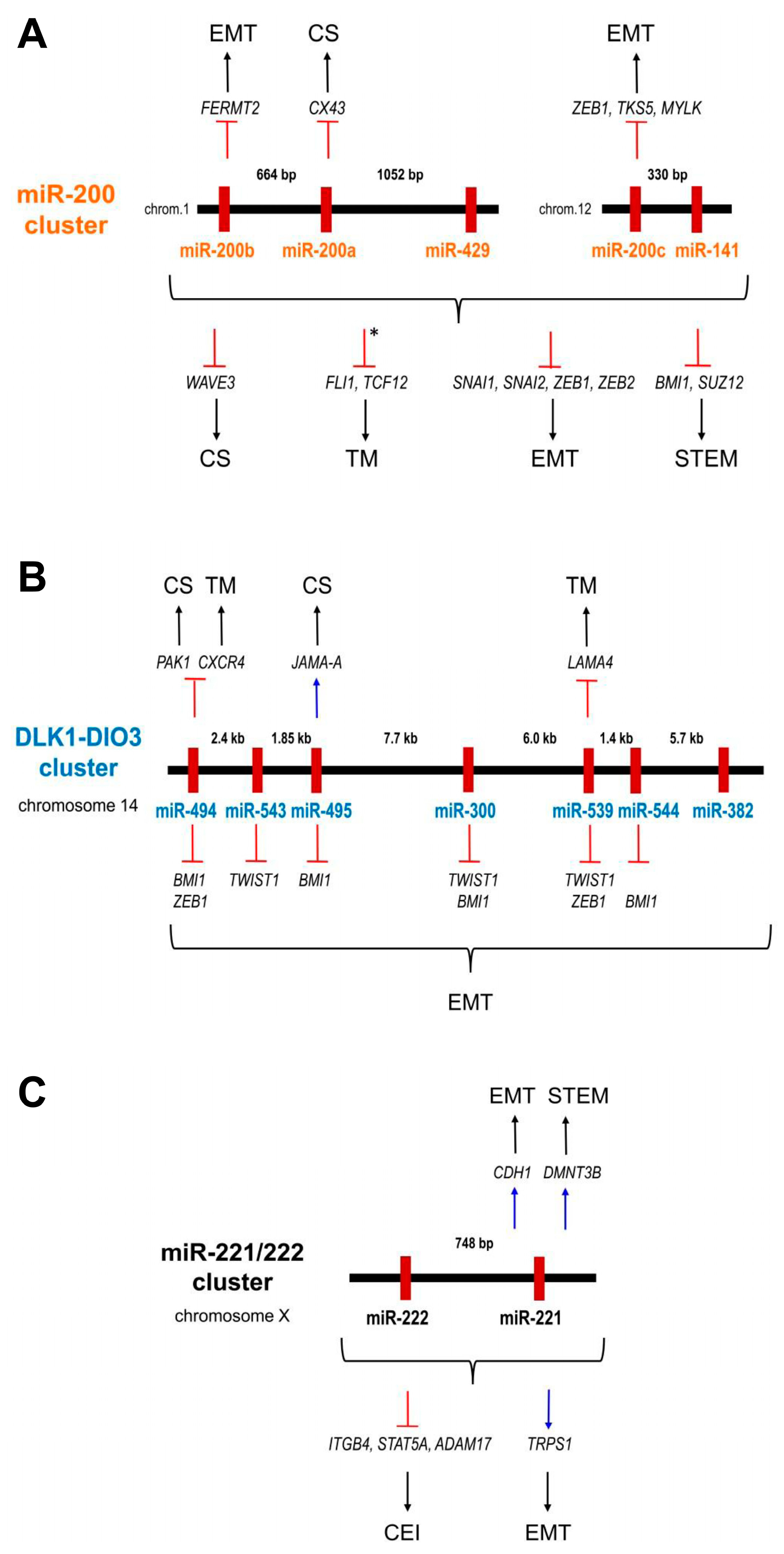 Cells | Free Full-Text | MicroRNAs Contribute to Breast Cancer 