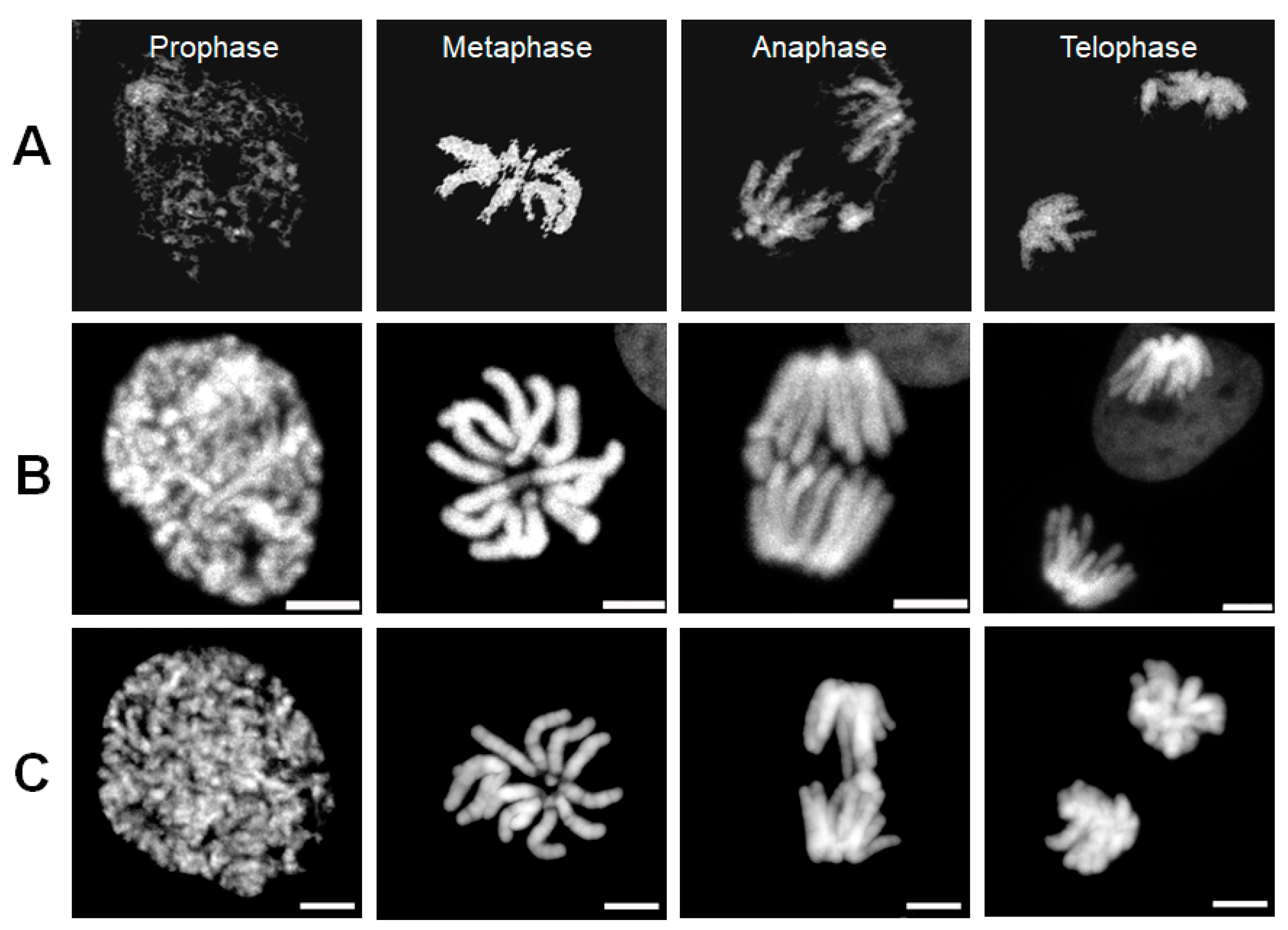 Cells 08 01368 g001